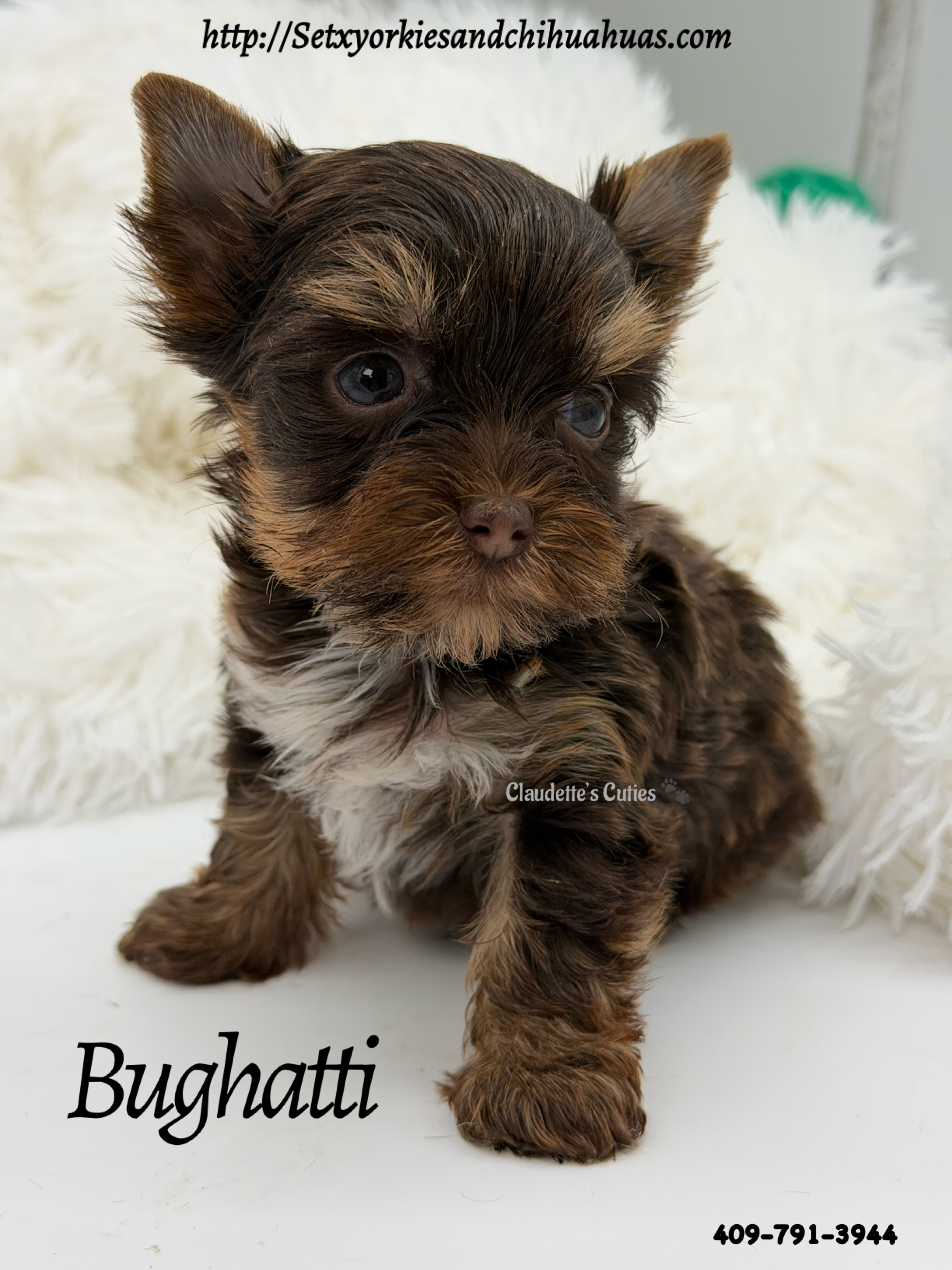 Southeast Texas Yorkies and Chihuahua Puppies