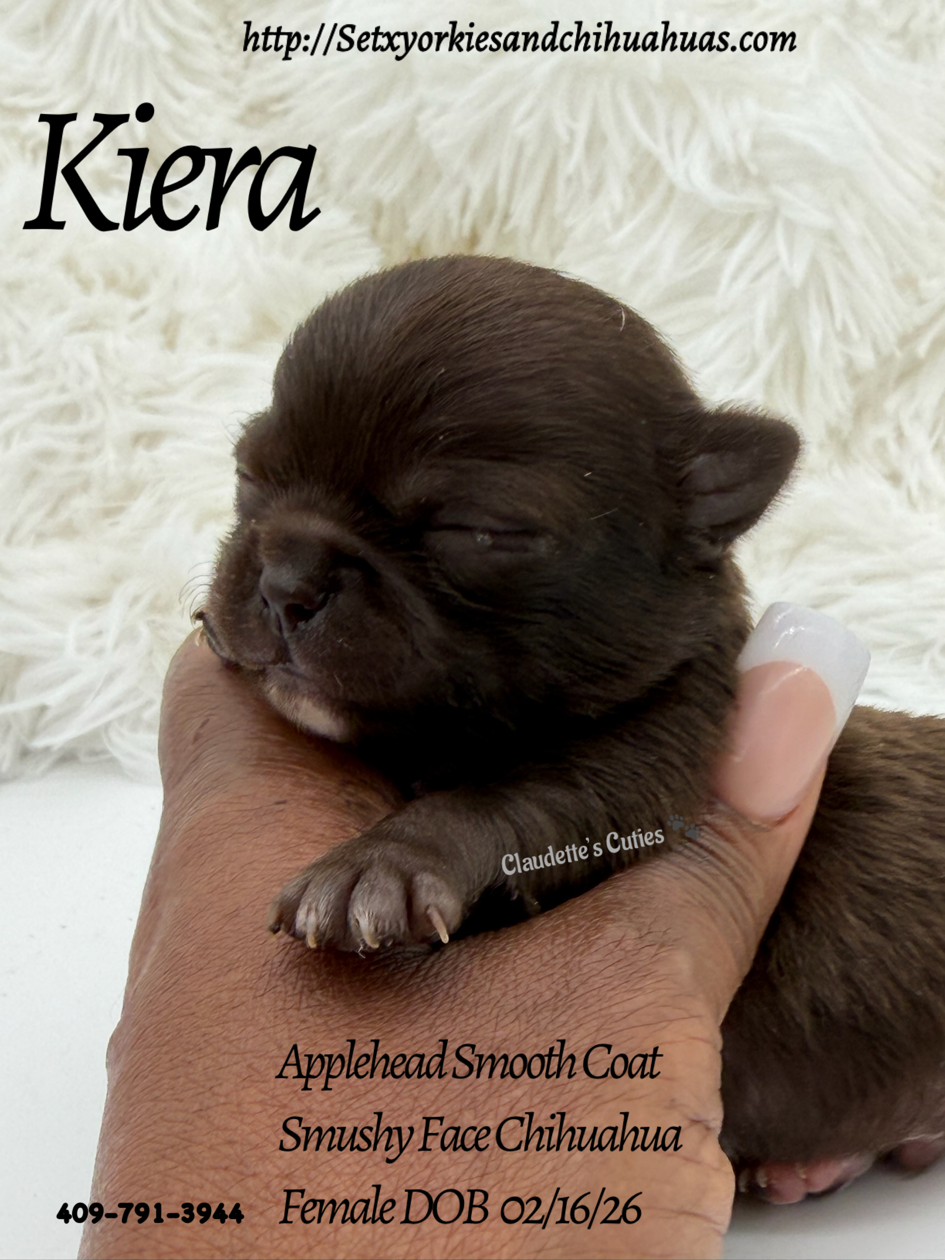 Southeast Texas Yorkies and Chihuahua Puppies for sale