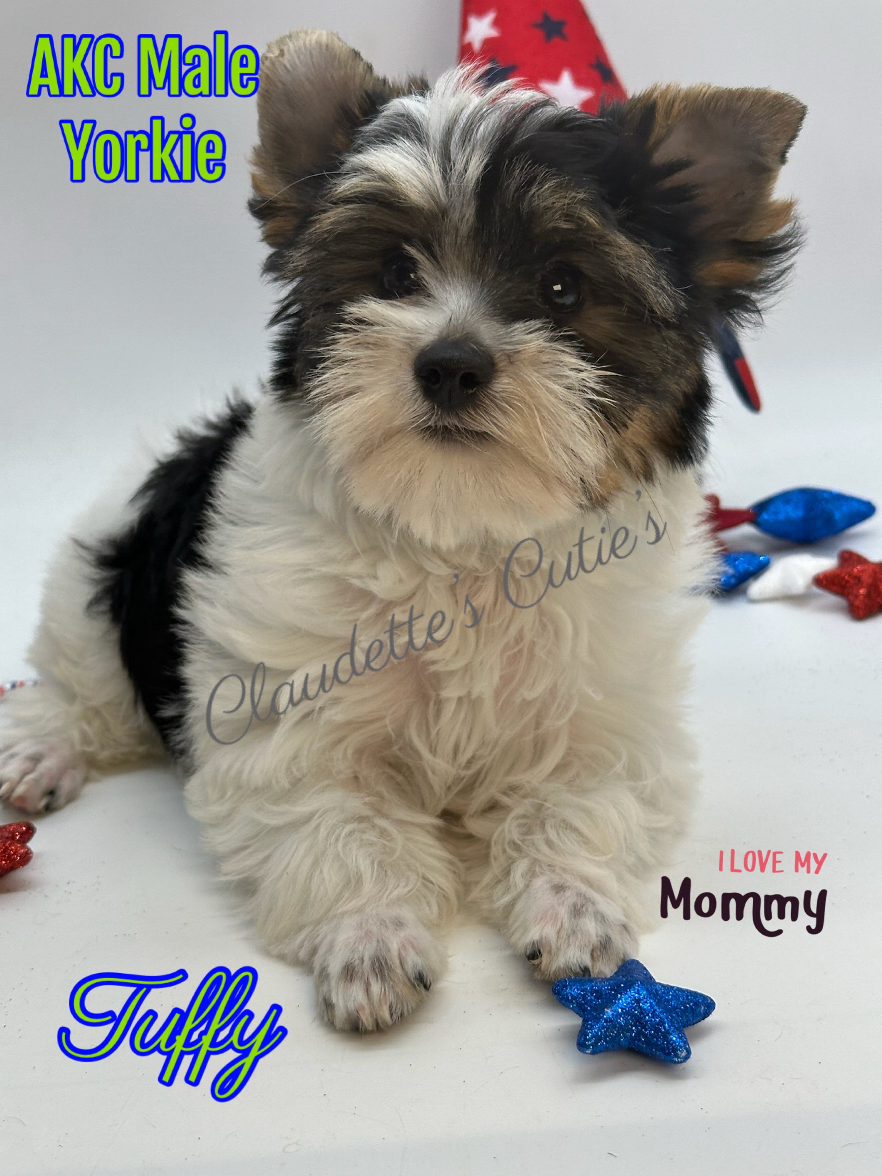 SoutheastTexas Yorkies and Chihuahuas