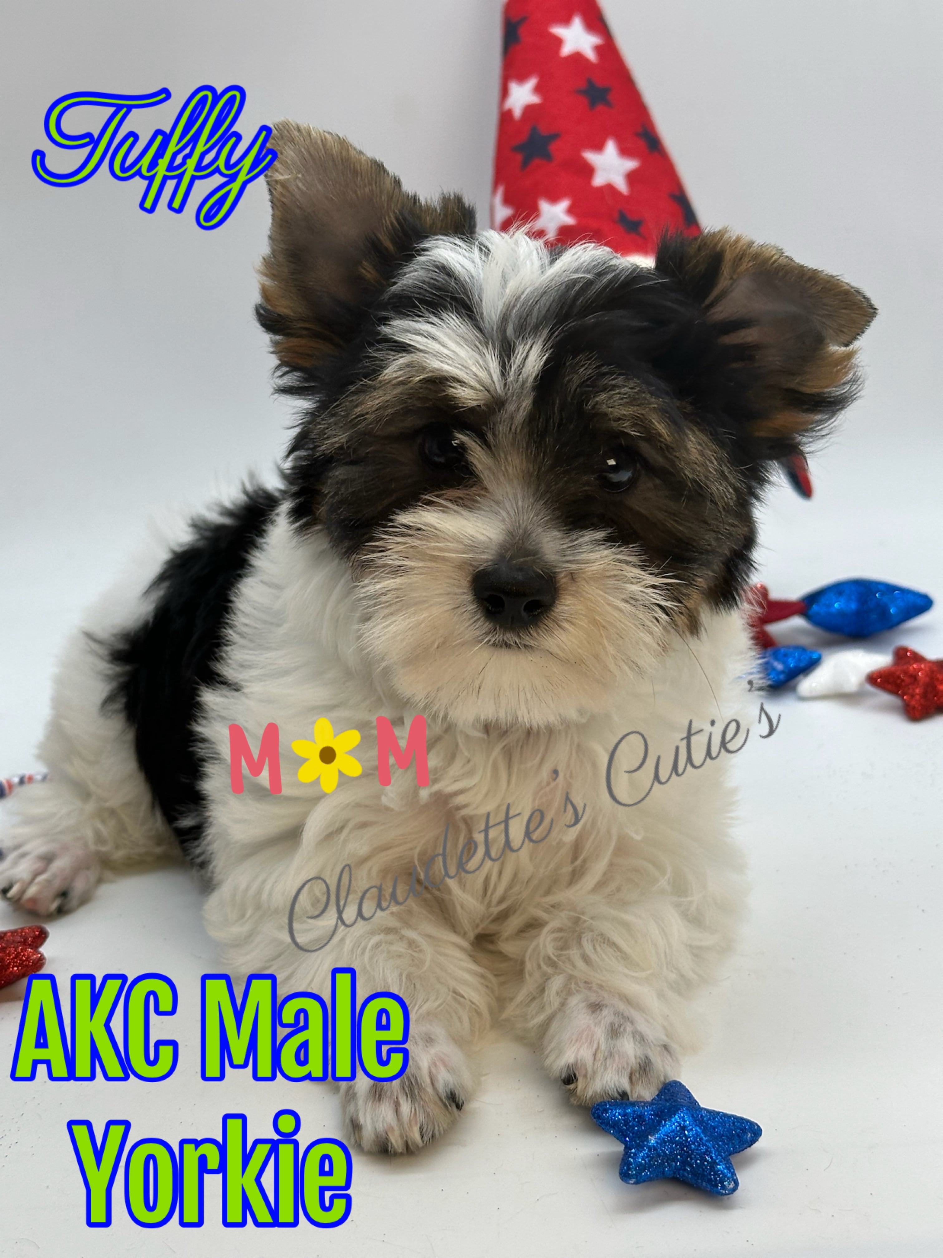 SoutheastTexas Yorkies and Chihuahuas