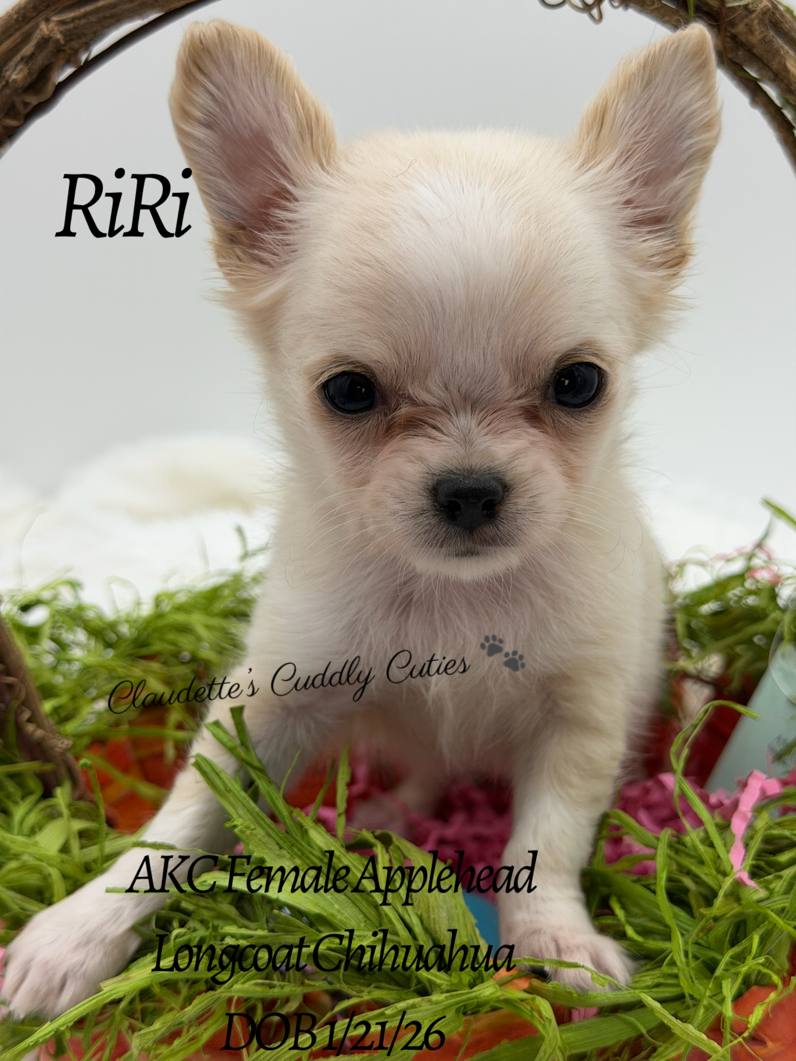 Southeast Texas Yorkies and Chihuahua Puppies
