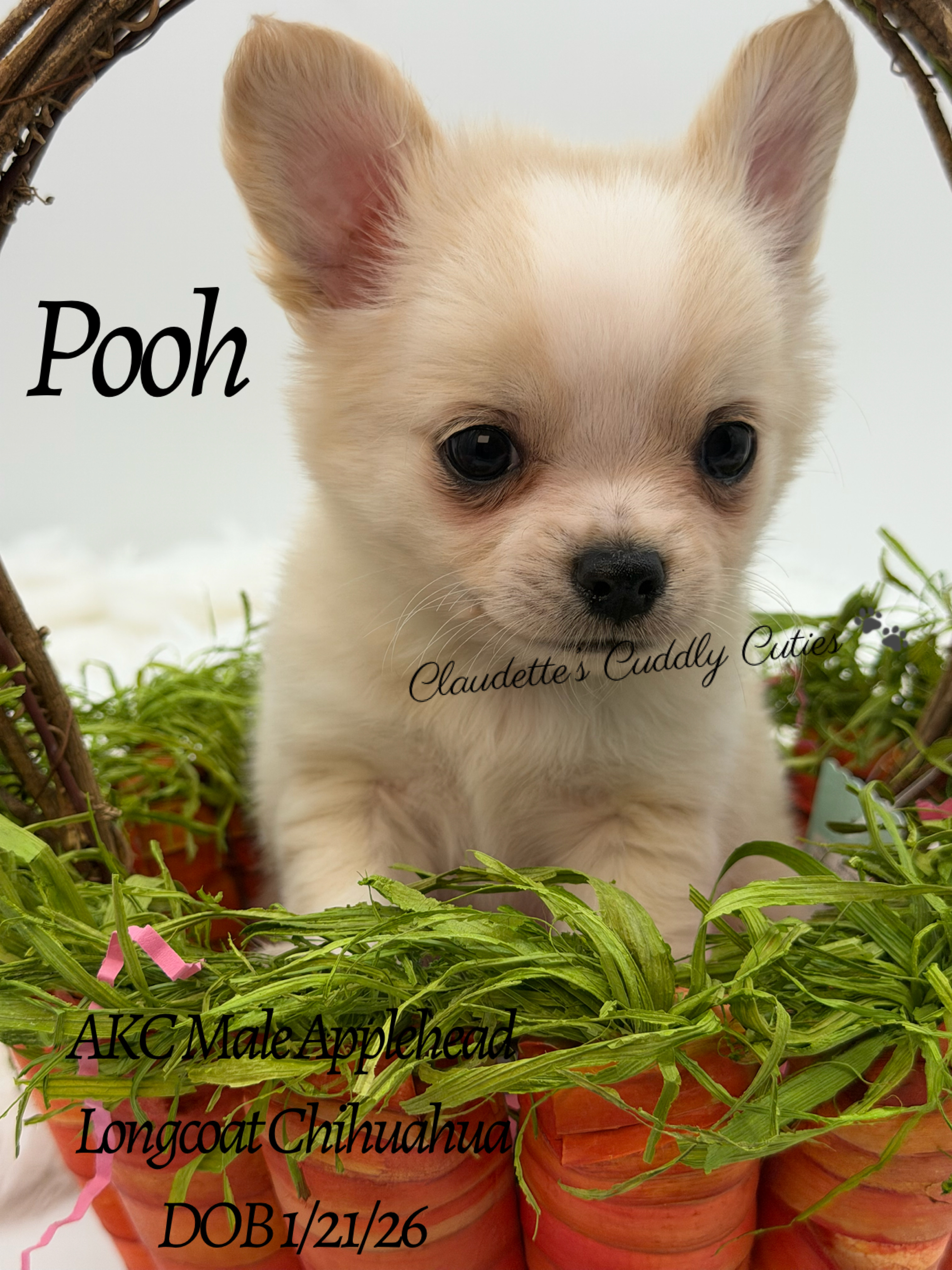 Southeast Texas Yorkies and Chihuahua Puppies for sale