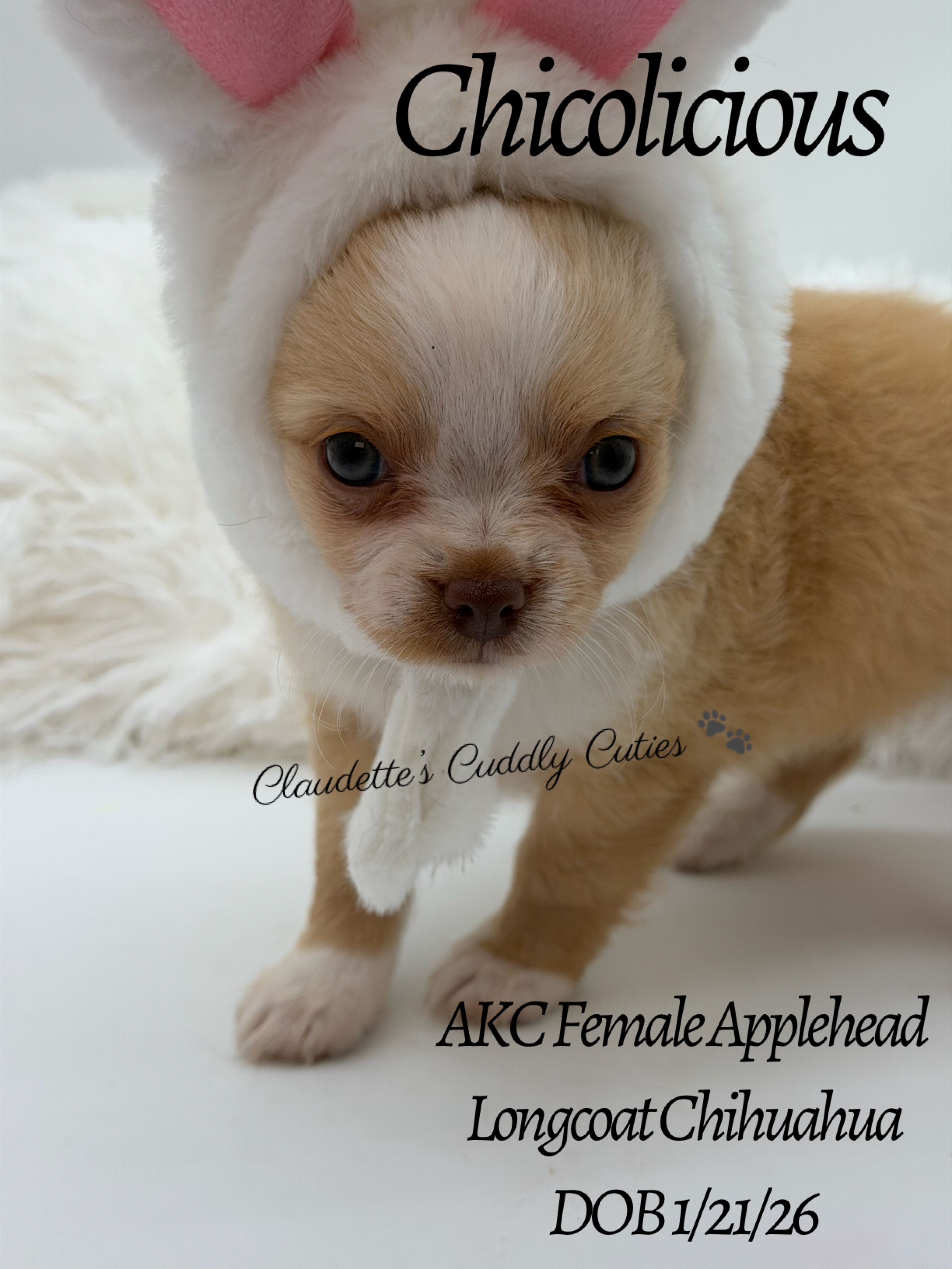 Southeast Texas Yorkies and Chihuahua Puppies for sale