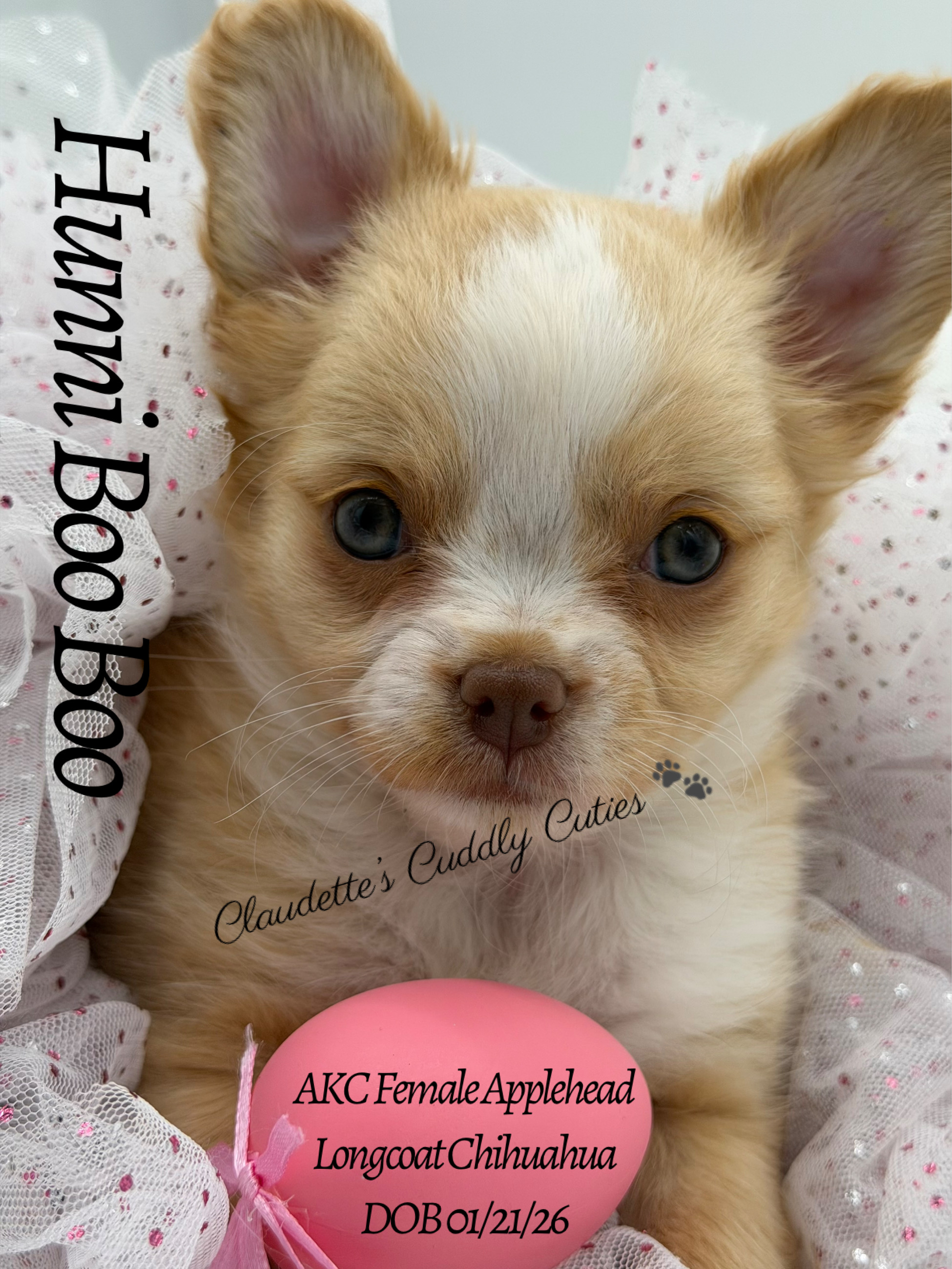 Southeast Texas Yorkies and Chihuahua Puppies