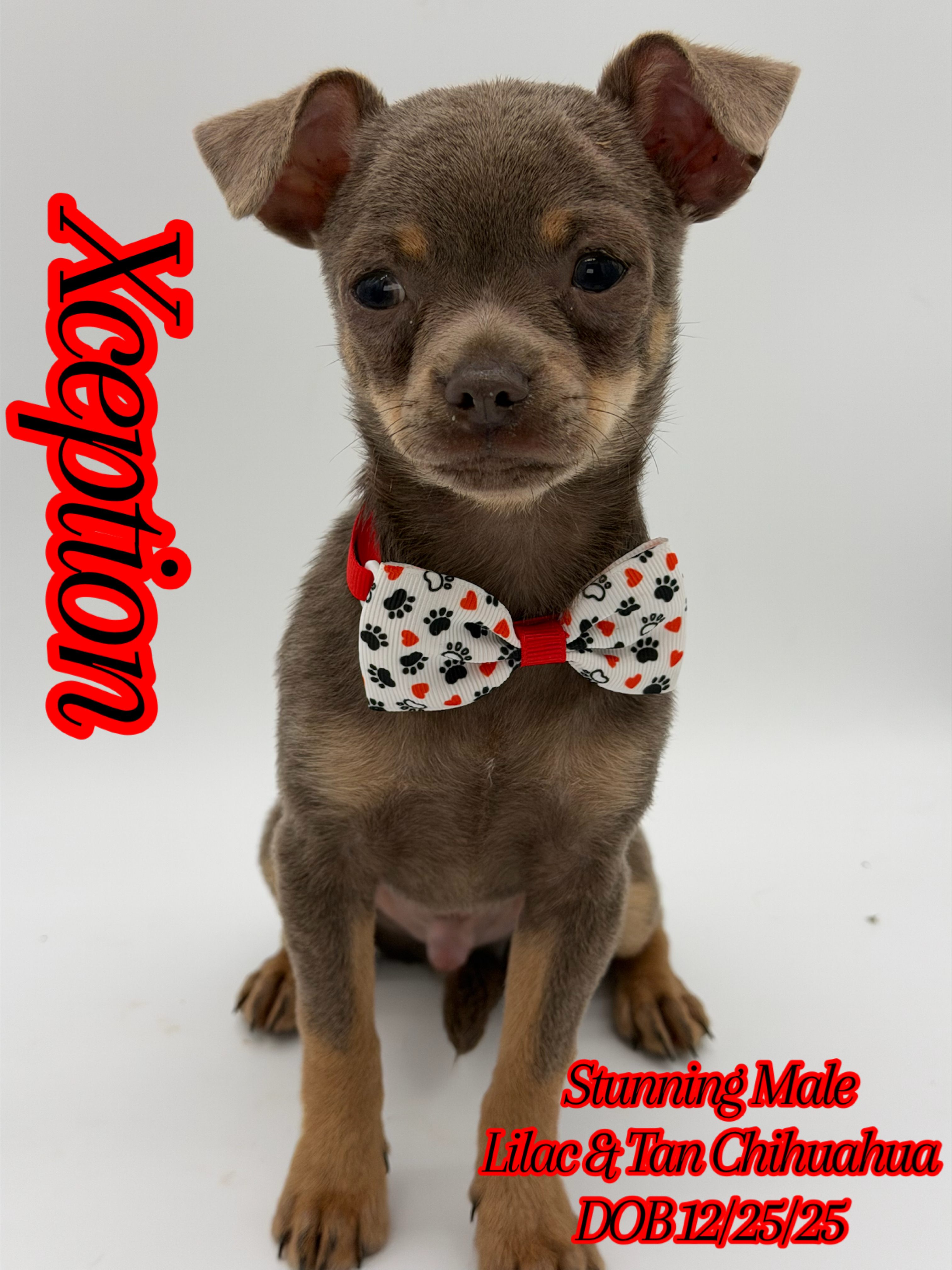 Southeast Texas Yorkies and Chihuahua Puppies