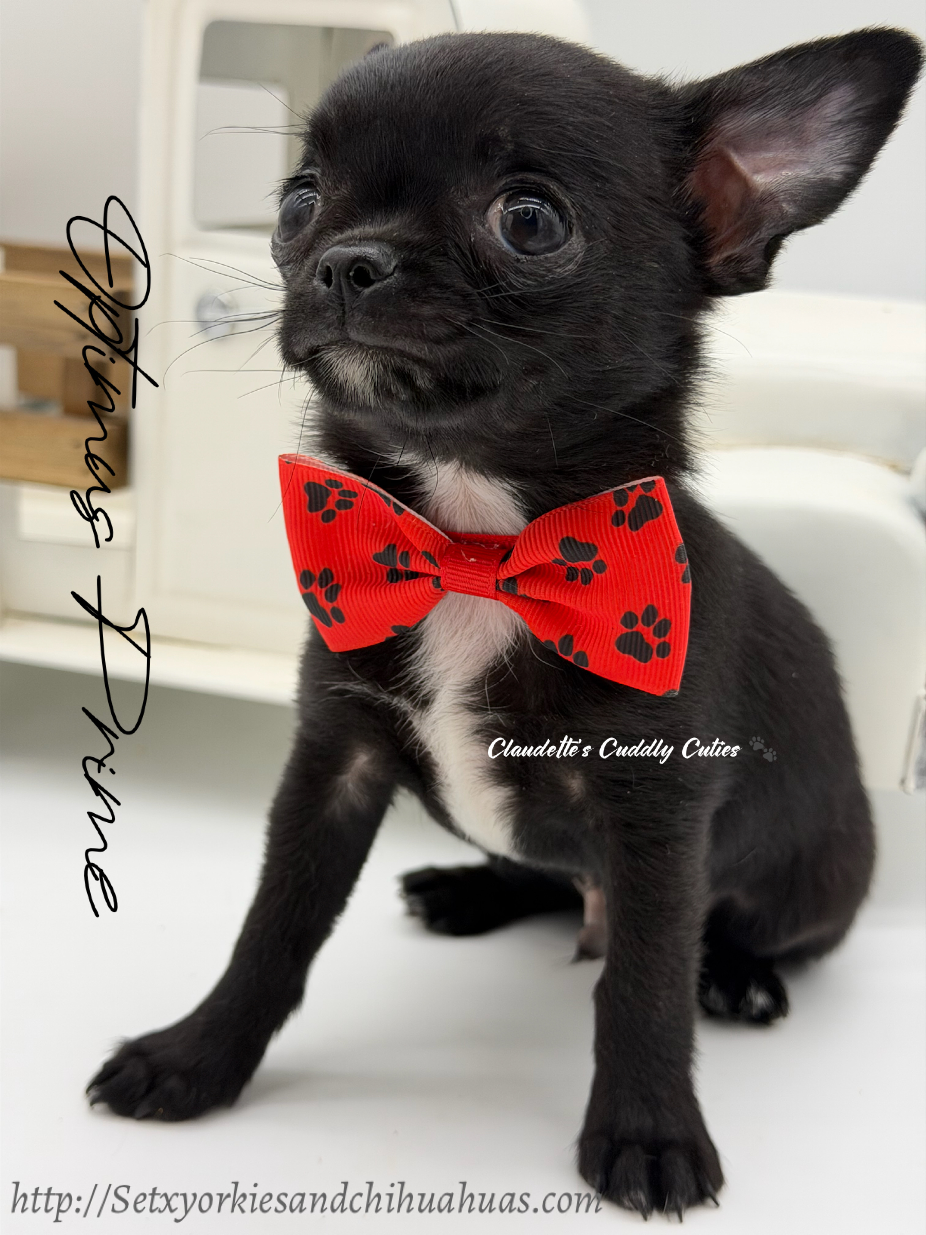 Southeast Texas Yorkies and Chihuahua Puppies for sale