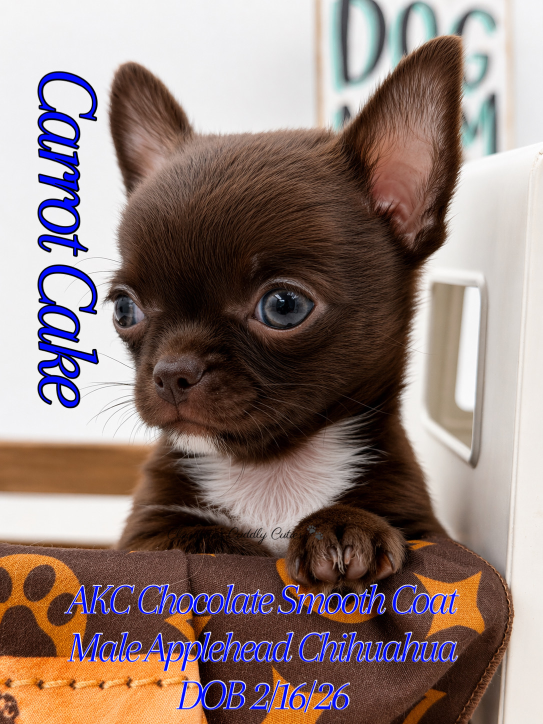 Southeast Texas Yorkies and Chihuahua Puppies for sale