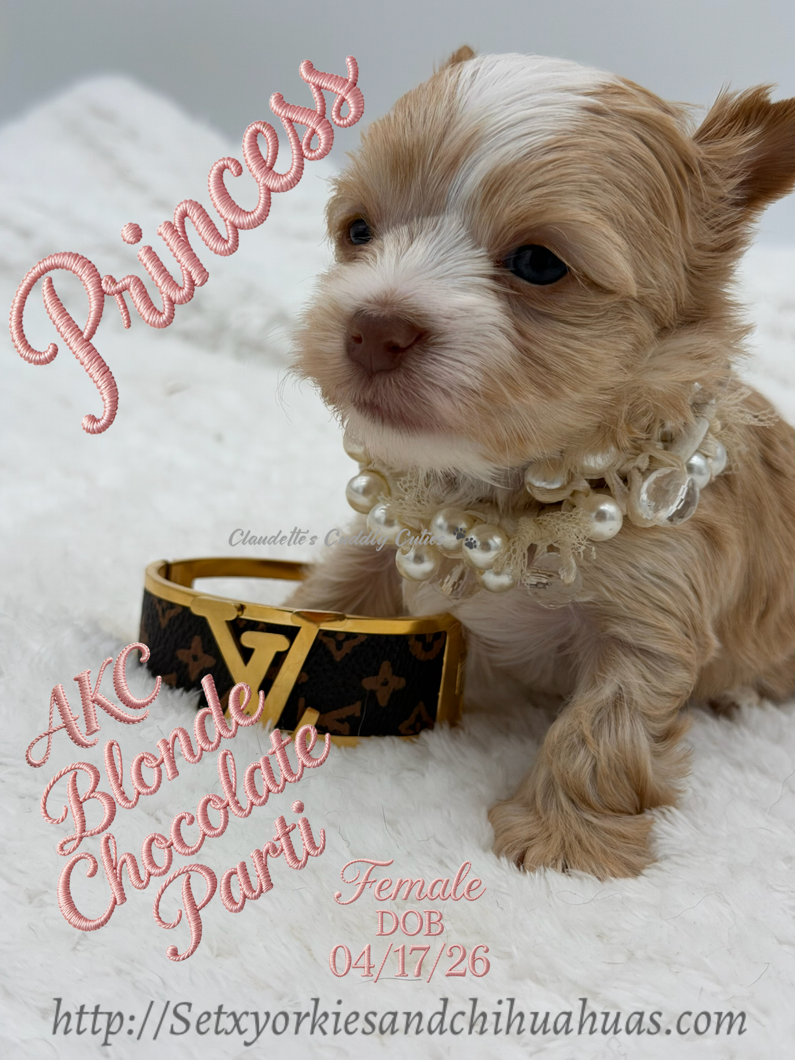 Southeast Texas Yorkies and Chihuahua Puppies