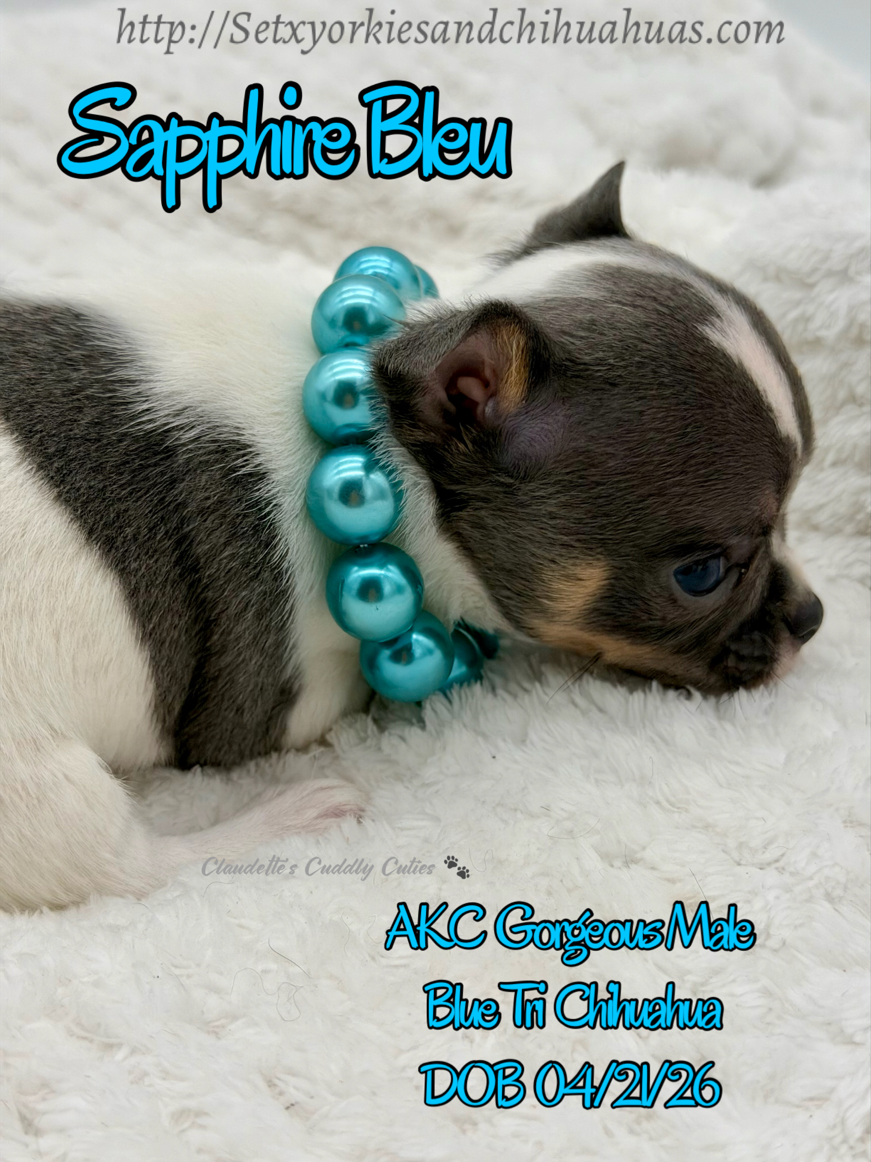 Southeast Texas Yorkies and Chihuahua Puppies for sale