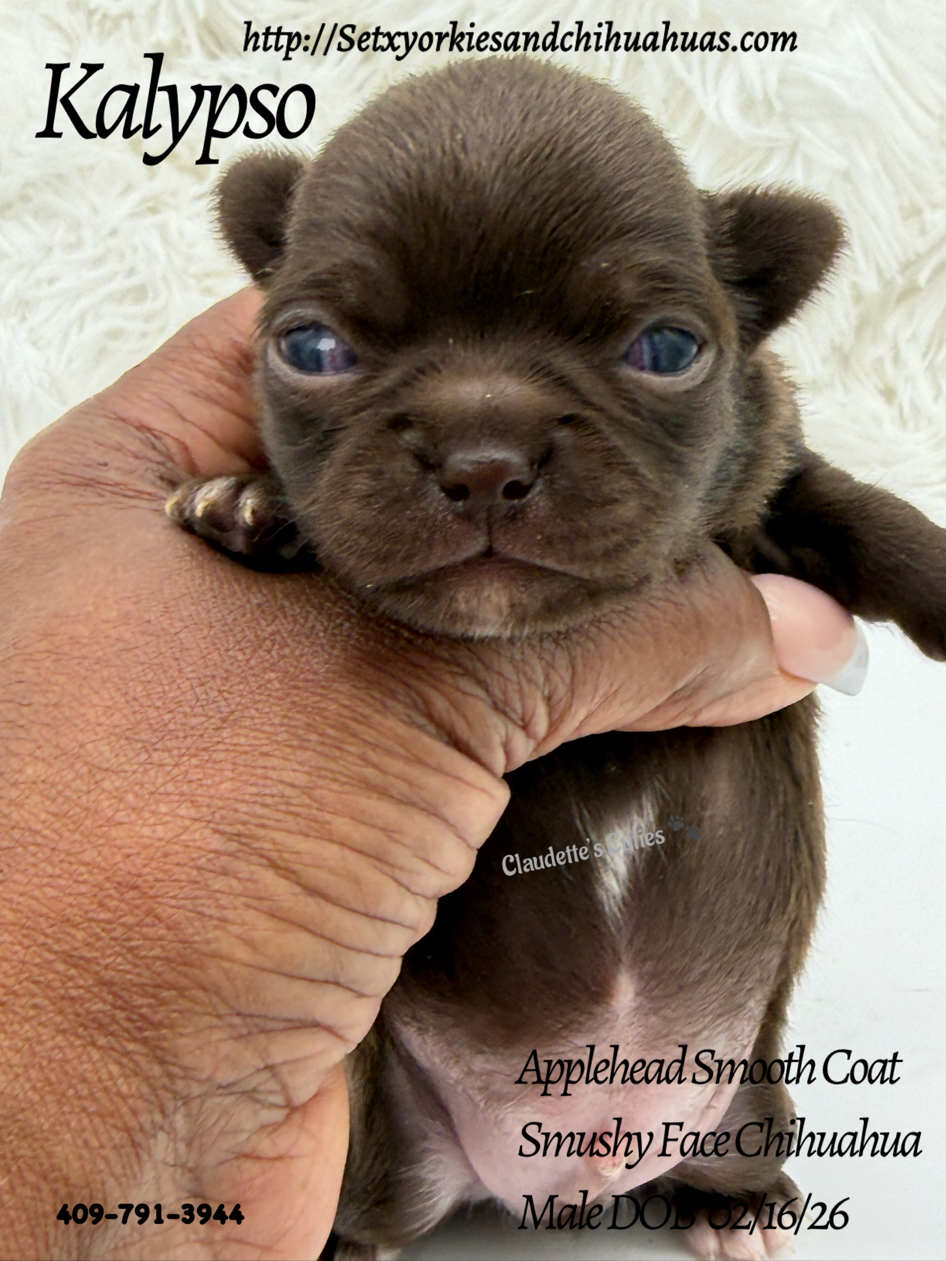 Southeast Texas Yorkies and Chihuahua Puppies for sale