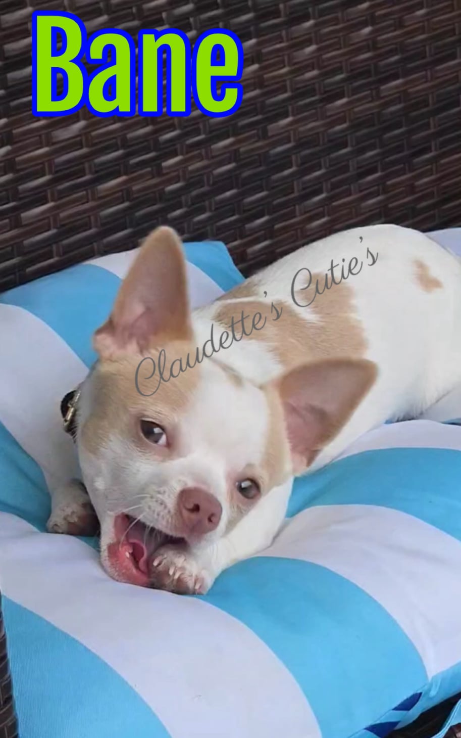 SoutheastTexas Yorkies and Chihuahuas