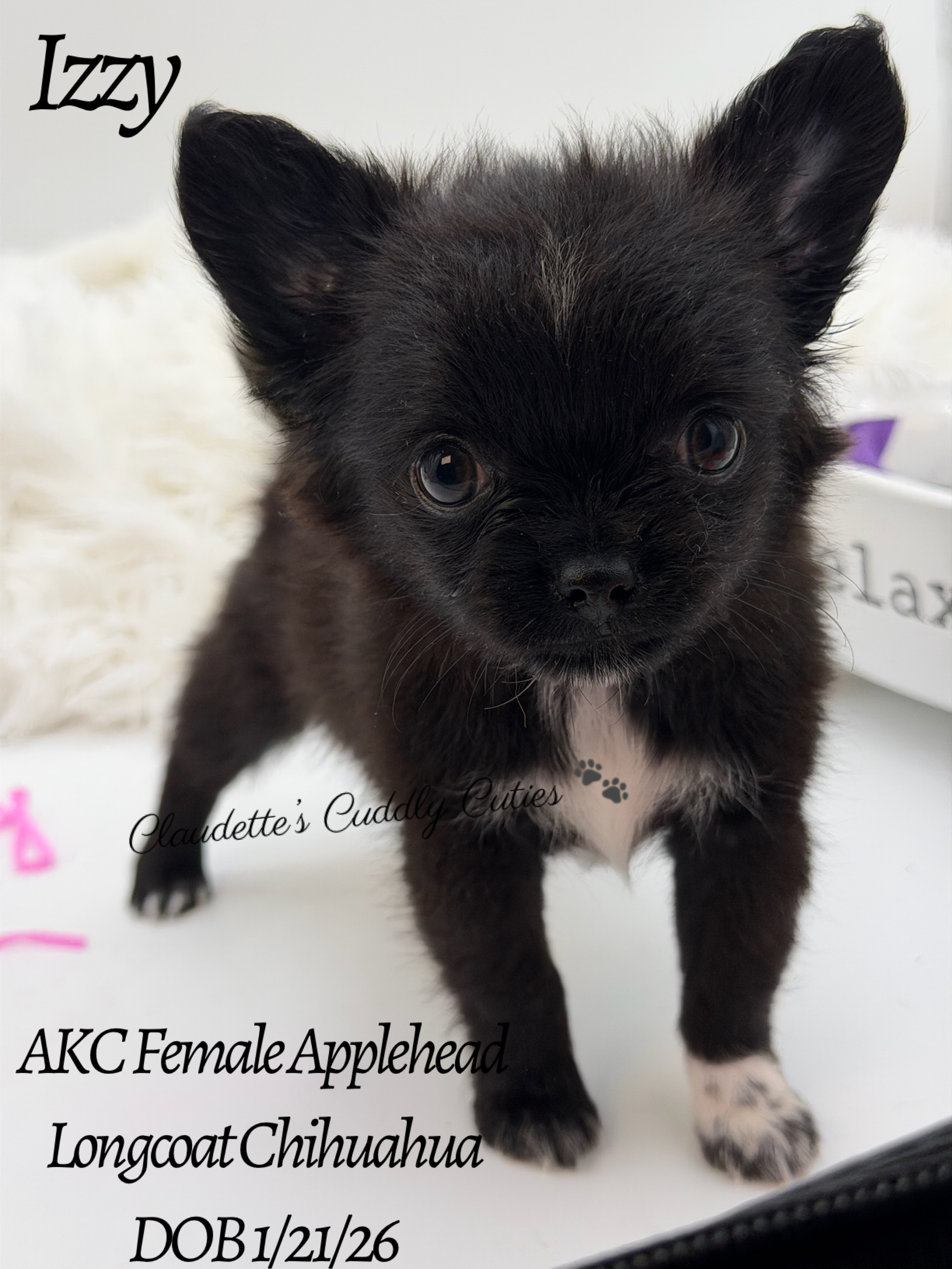 Southeast Texas Yorkies and Chihuahua Puppies for sale