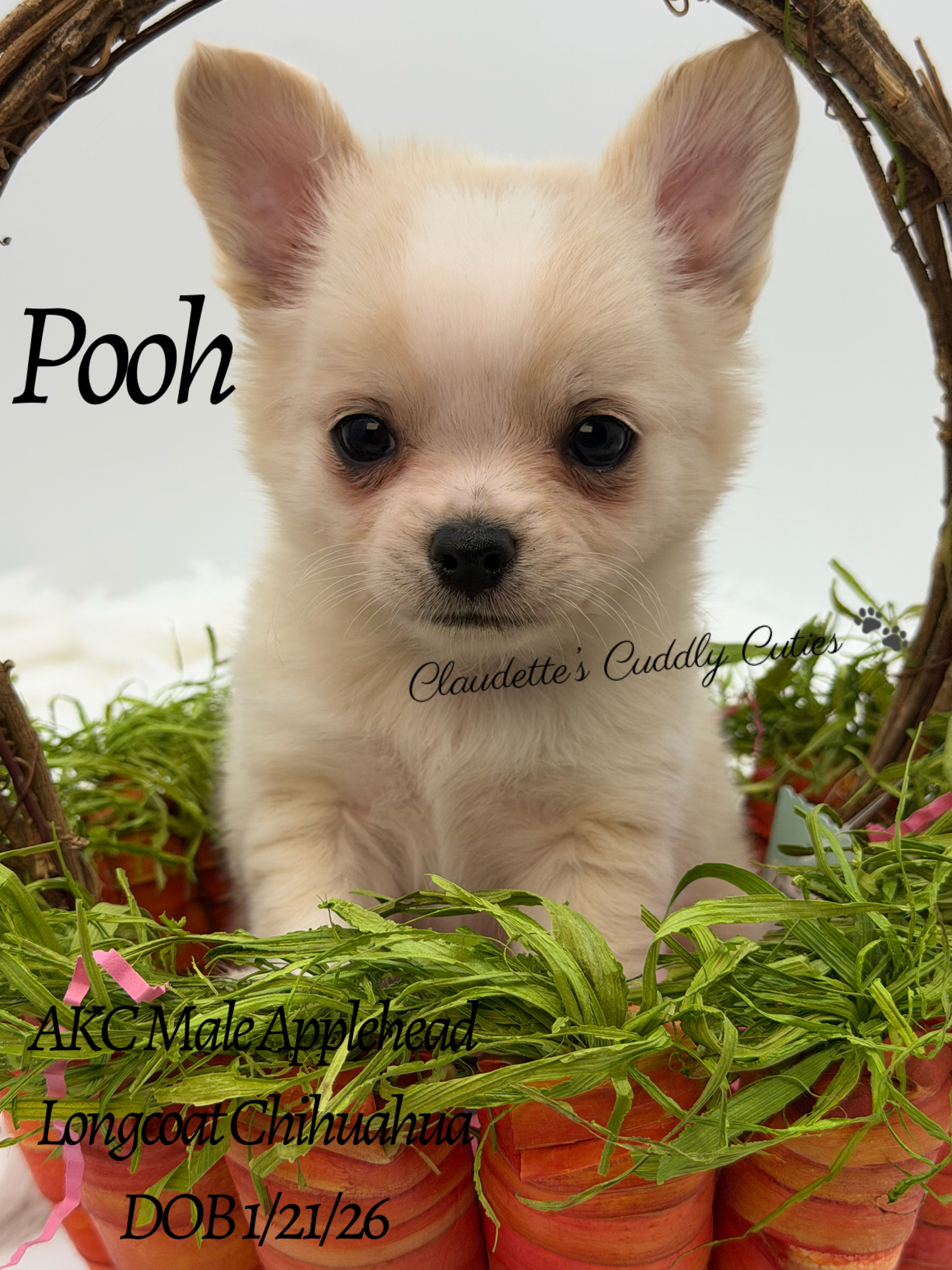 Southeast Texas Yorkies and Chihuahua Puppies