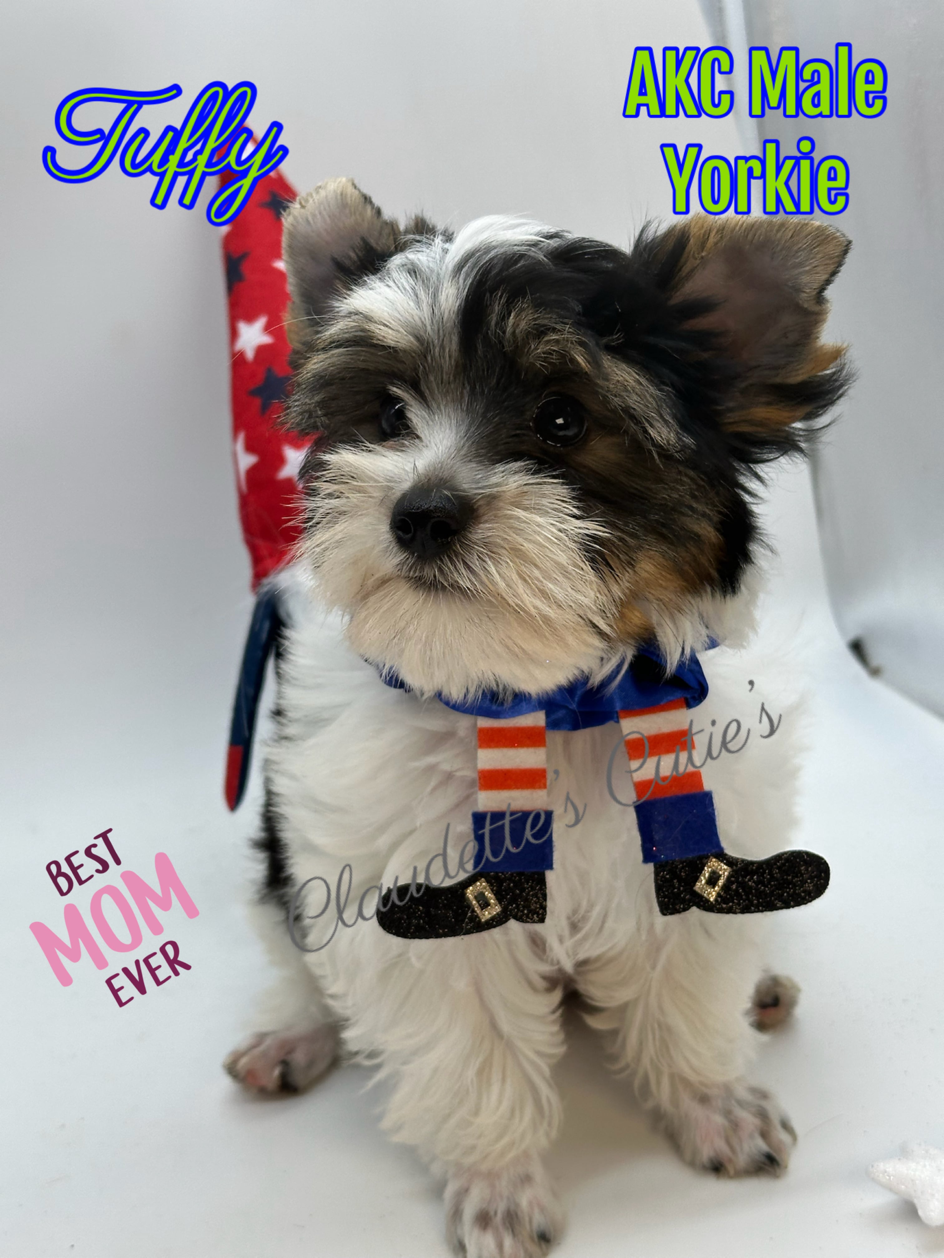 SoutheastTexas Yorkies and Chihuahuas