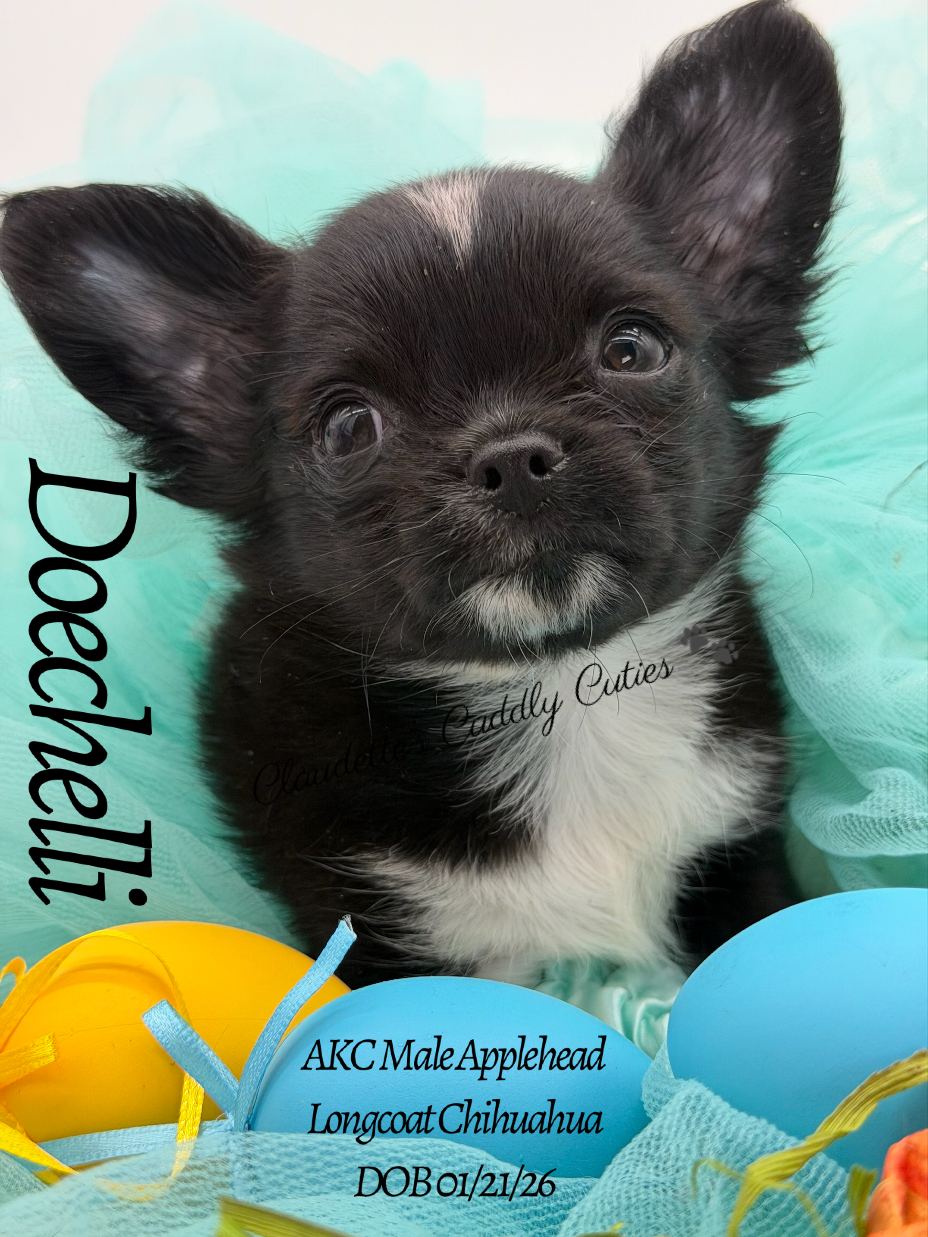 Southeast Texas Yorkies and Chihuahua Puppies