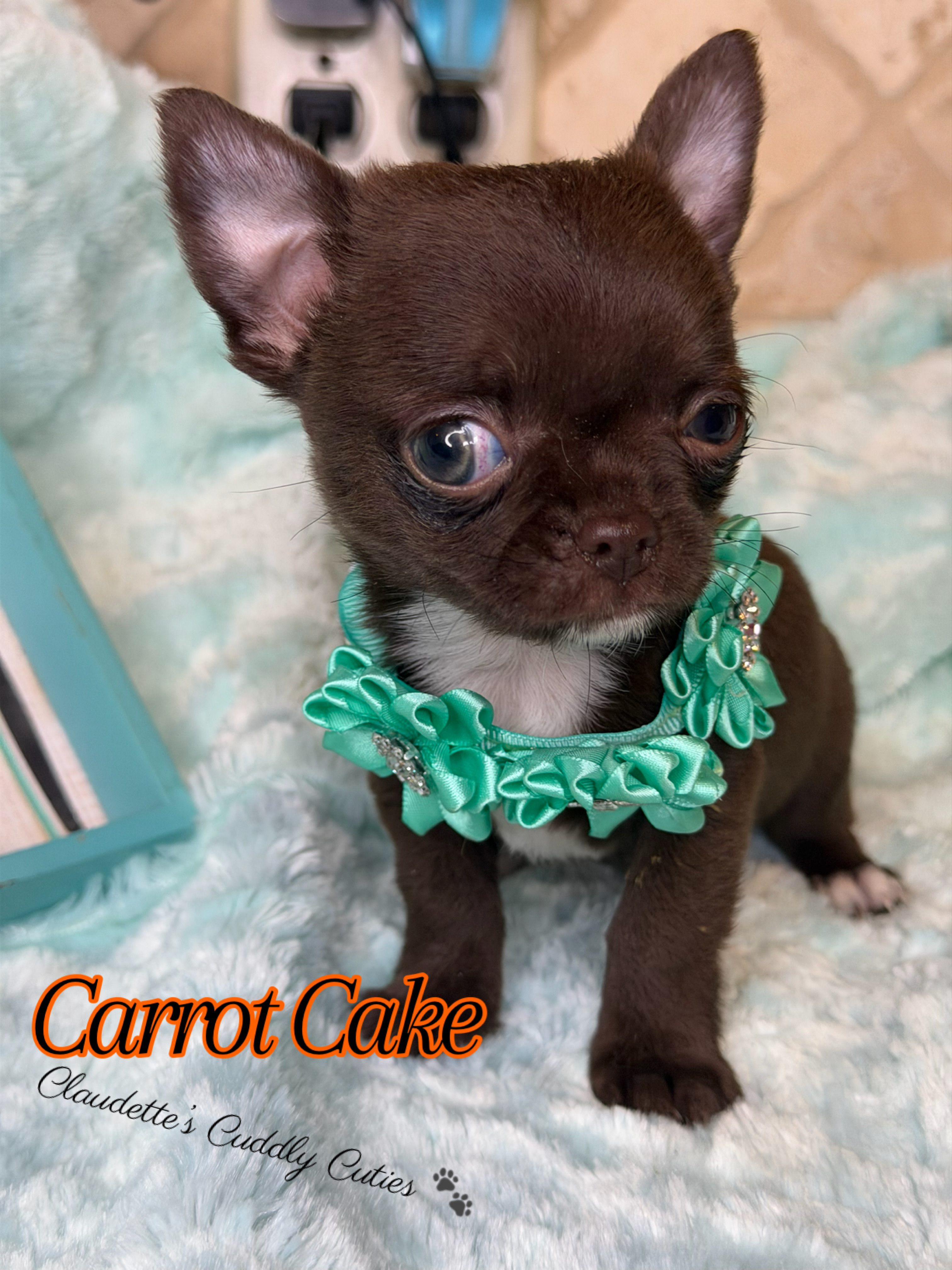 Southeast Texas Yorkies and Chihuahua Puppies