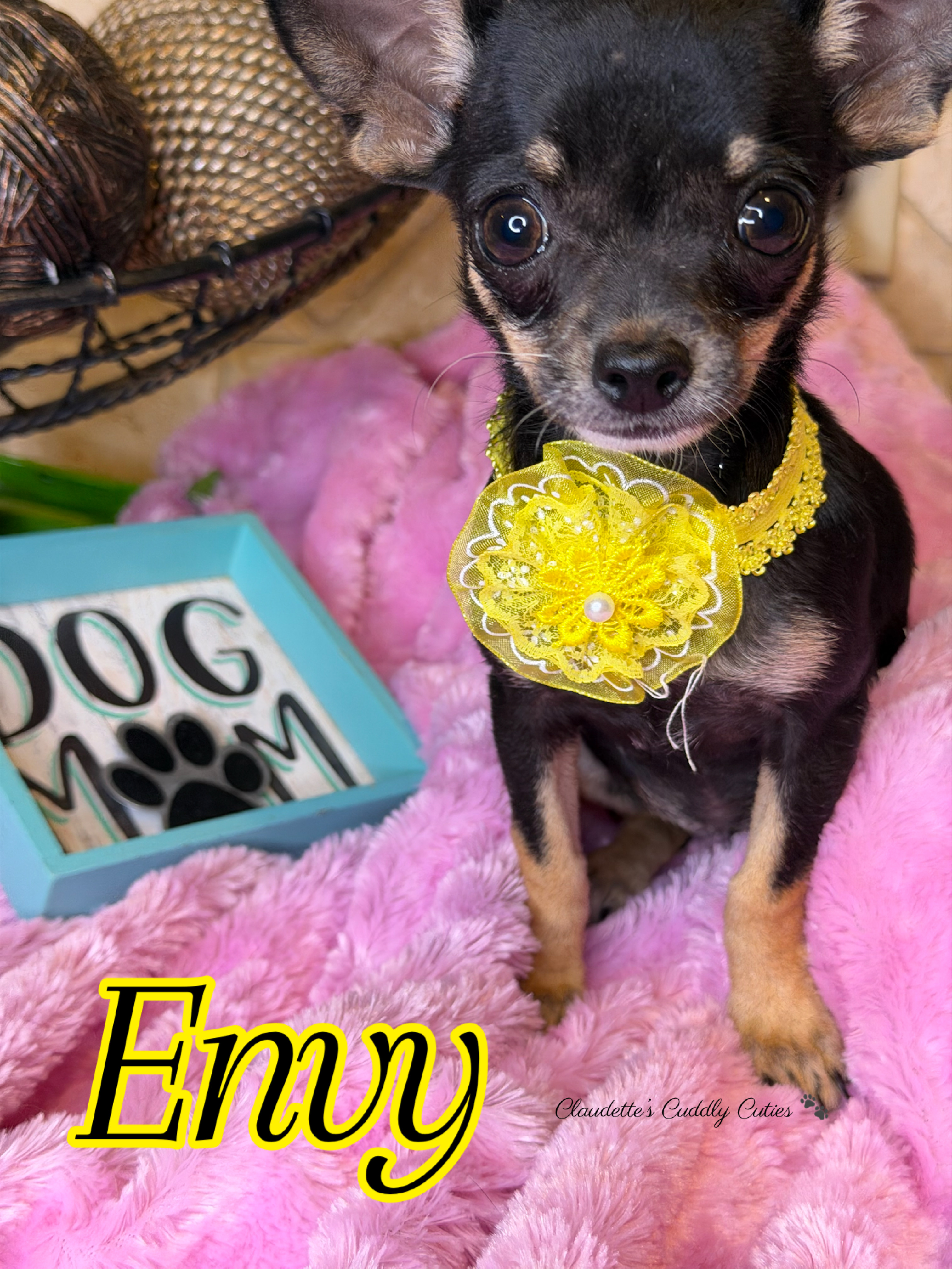 Southeast Texas Yorkies and Chihuahua Puppies