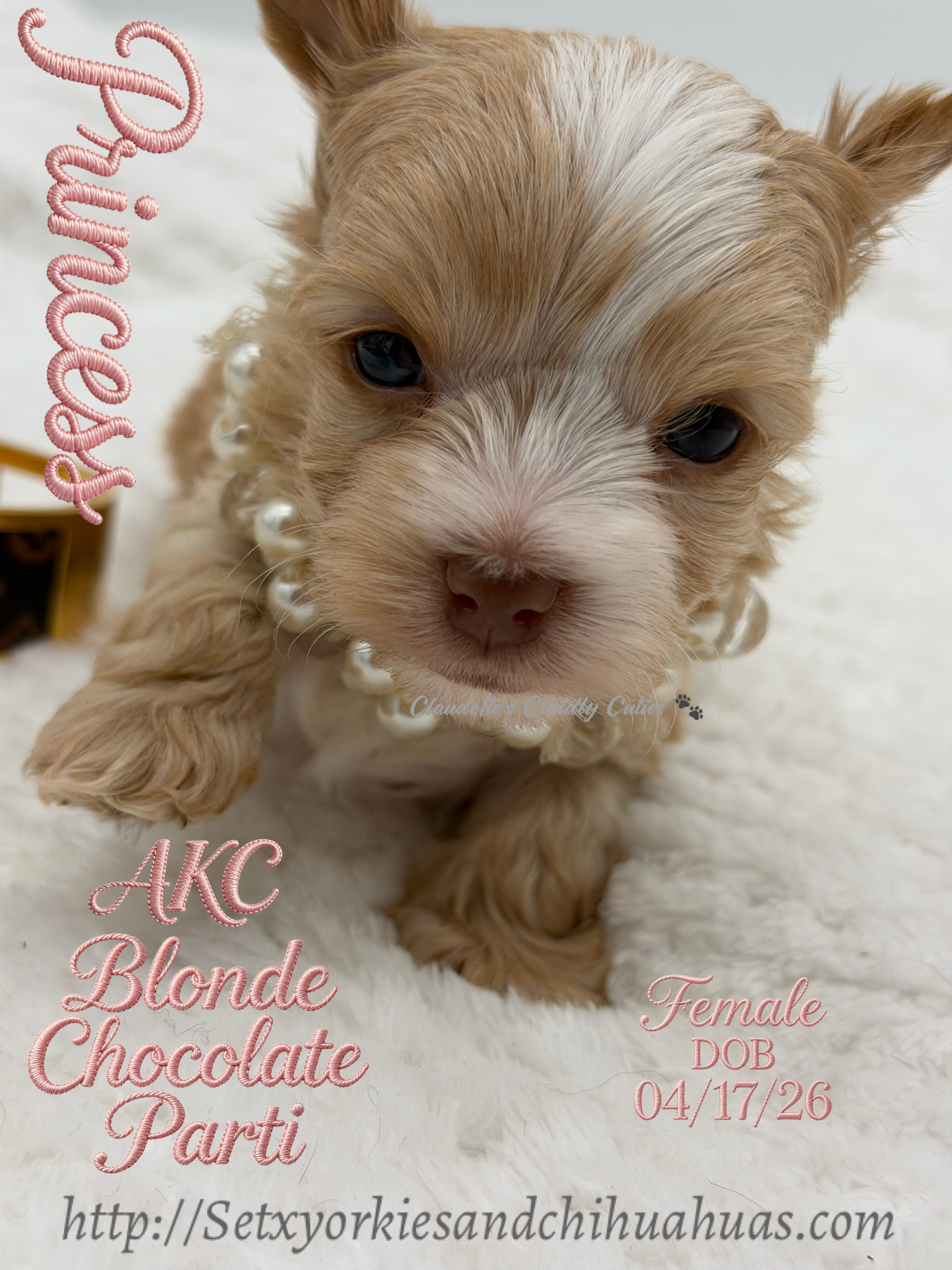 Southeast Texas Yorkies and Chihuahua Puppies for sale
