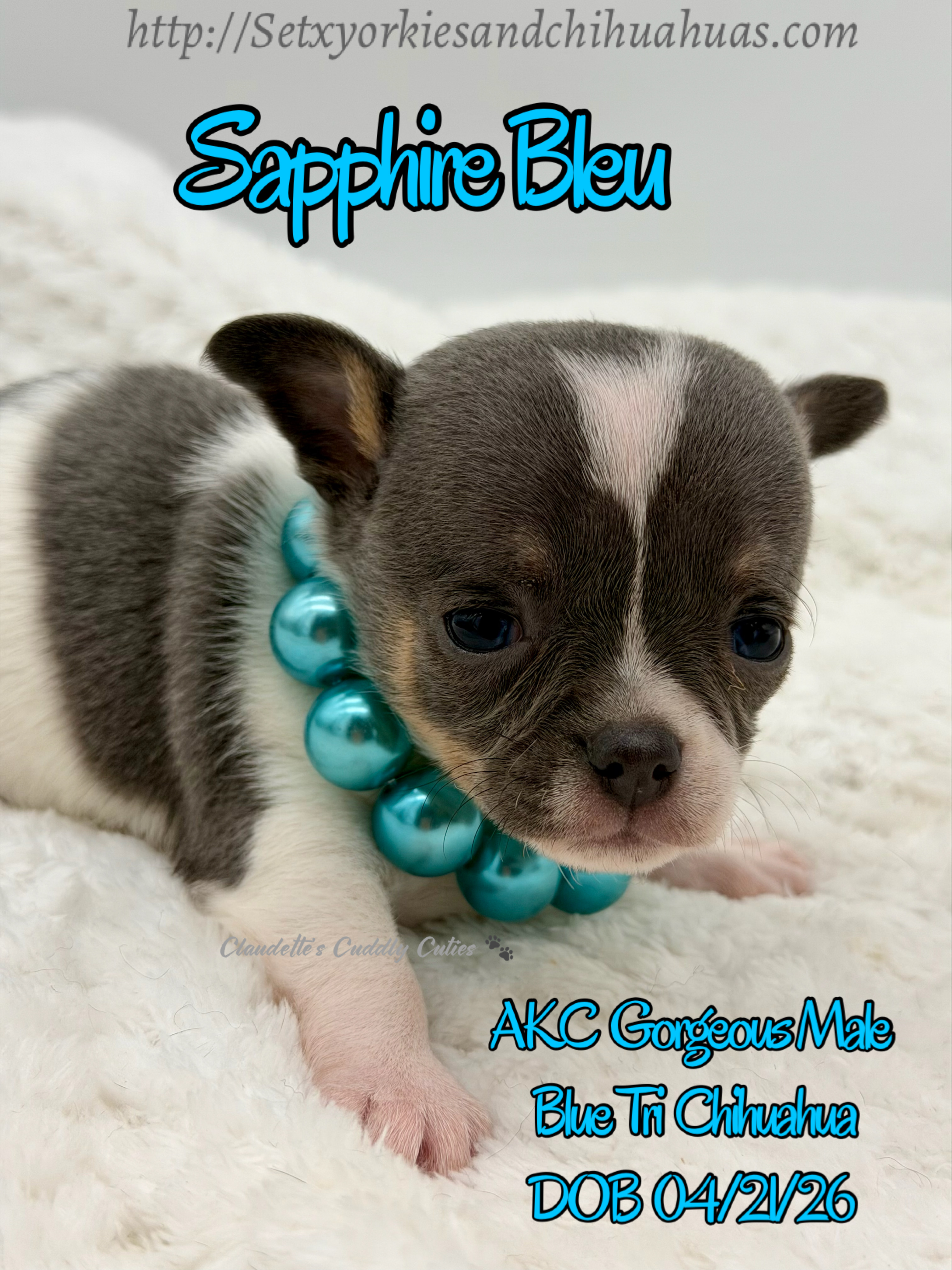 Southeast Texas Yorkies and Chihuahua Puppies for sale