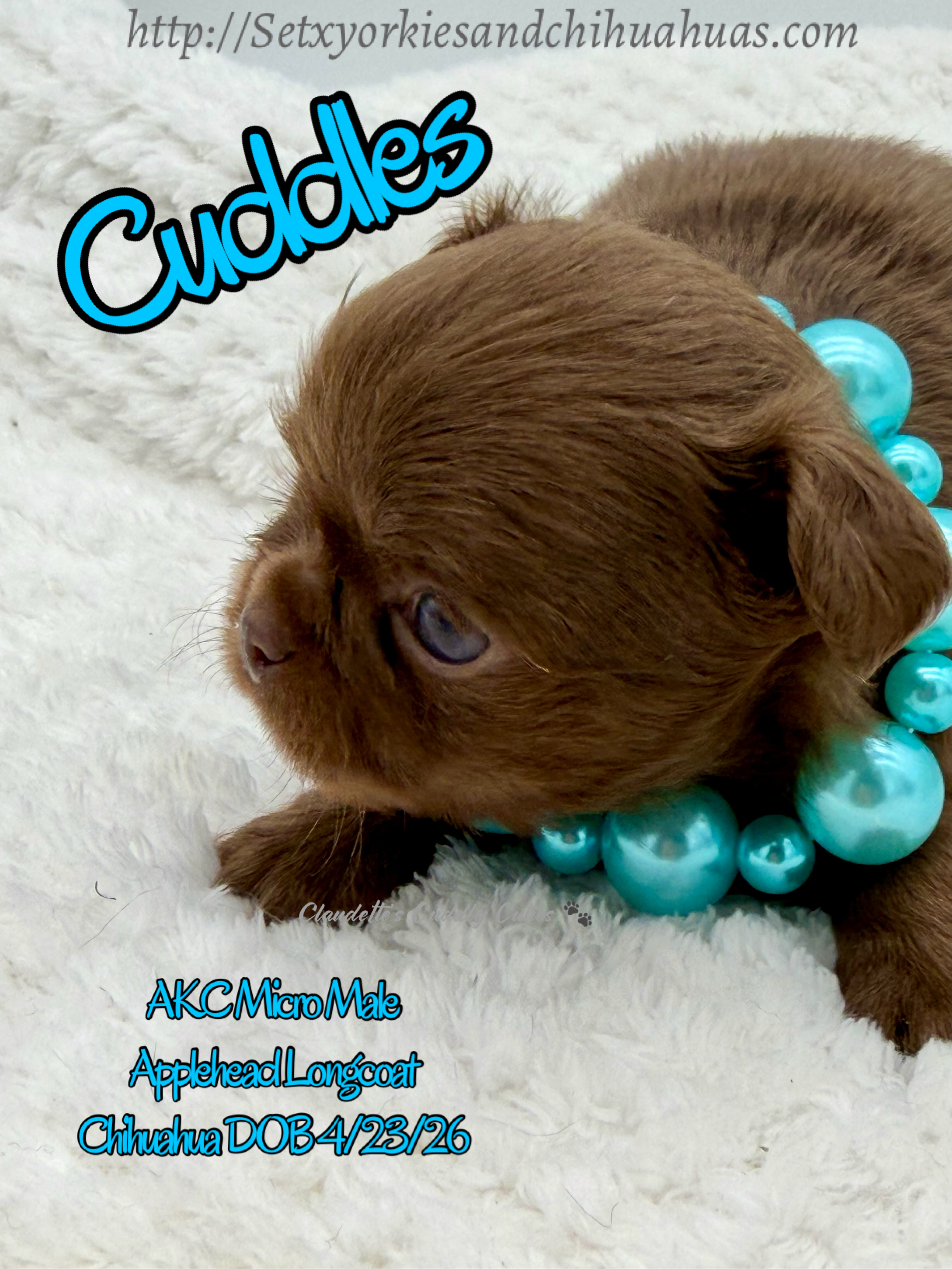 Southeast Texas Yorkies and Chihuahua Puppies for sale