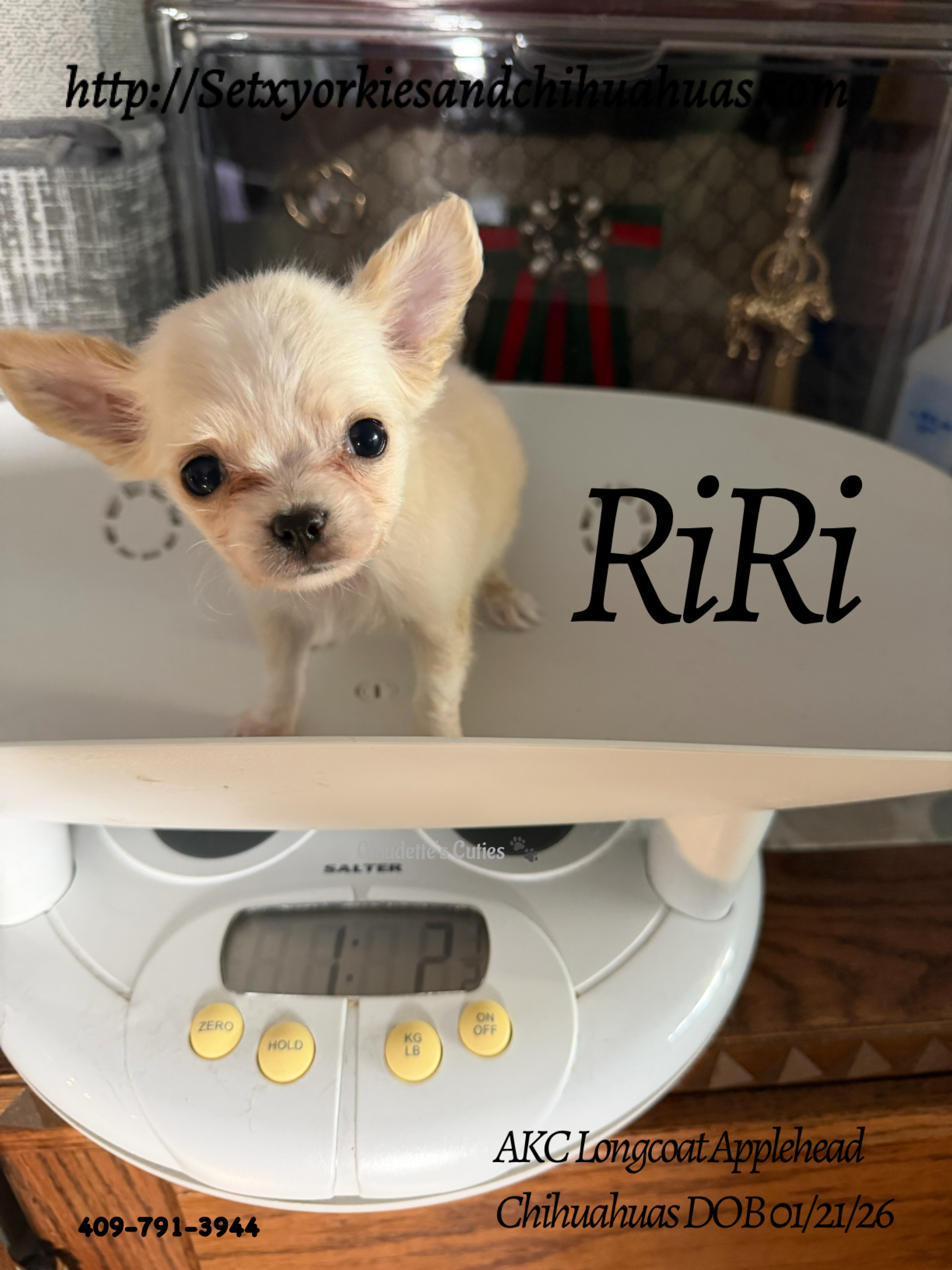 Southeast Texas Yorkies and Chihuahua Puppies for sale