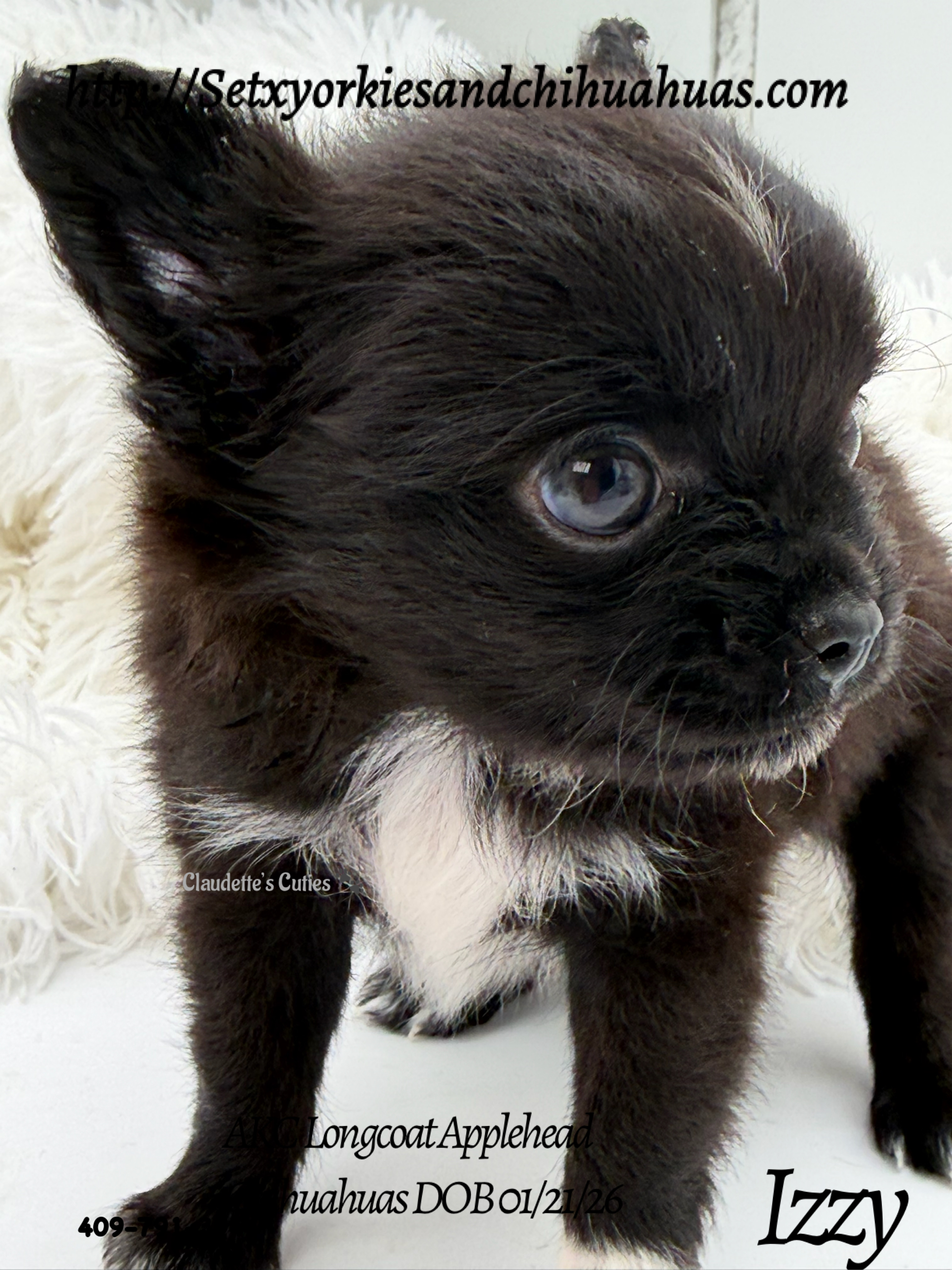 Southeast Texas Yorkies and Chihuahua Puppies for sale