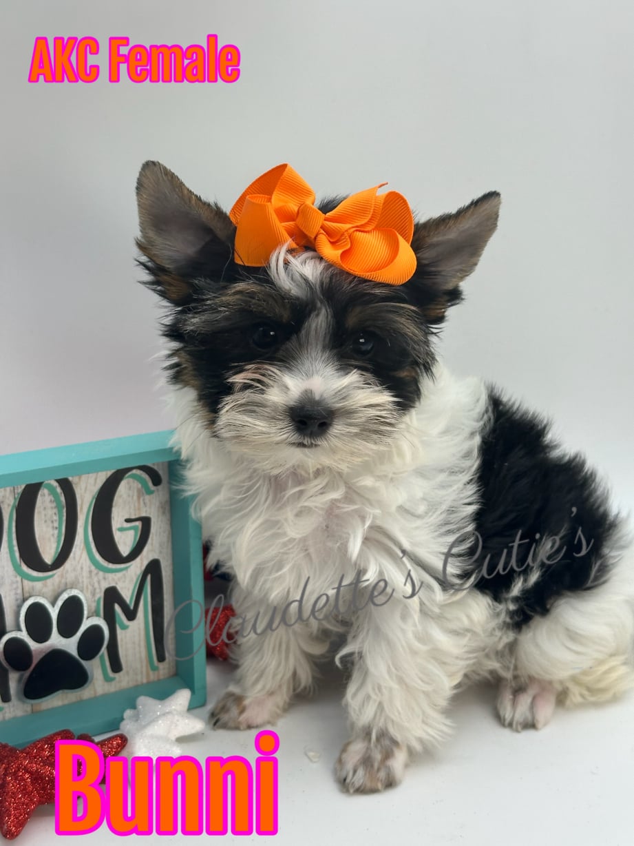 AKC Registered Yorkie and Chihuahua puppies - Southeast Texas Angel Face Yorkies and Charming Chihuahuas 