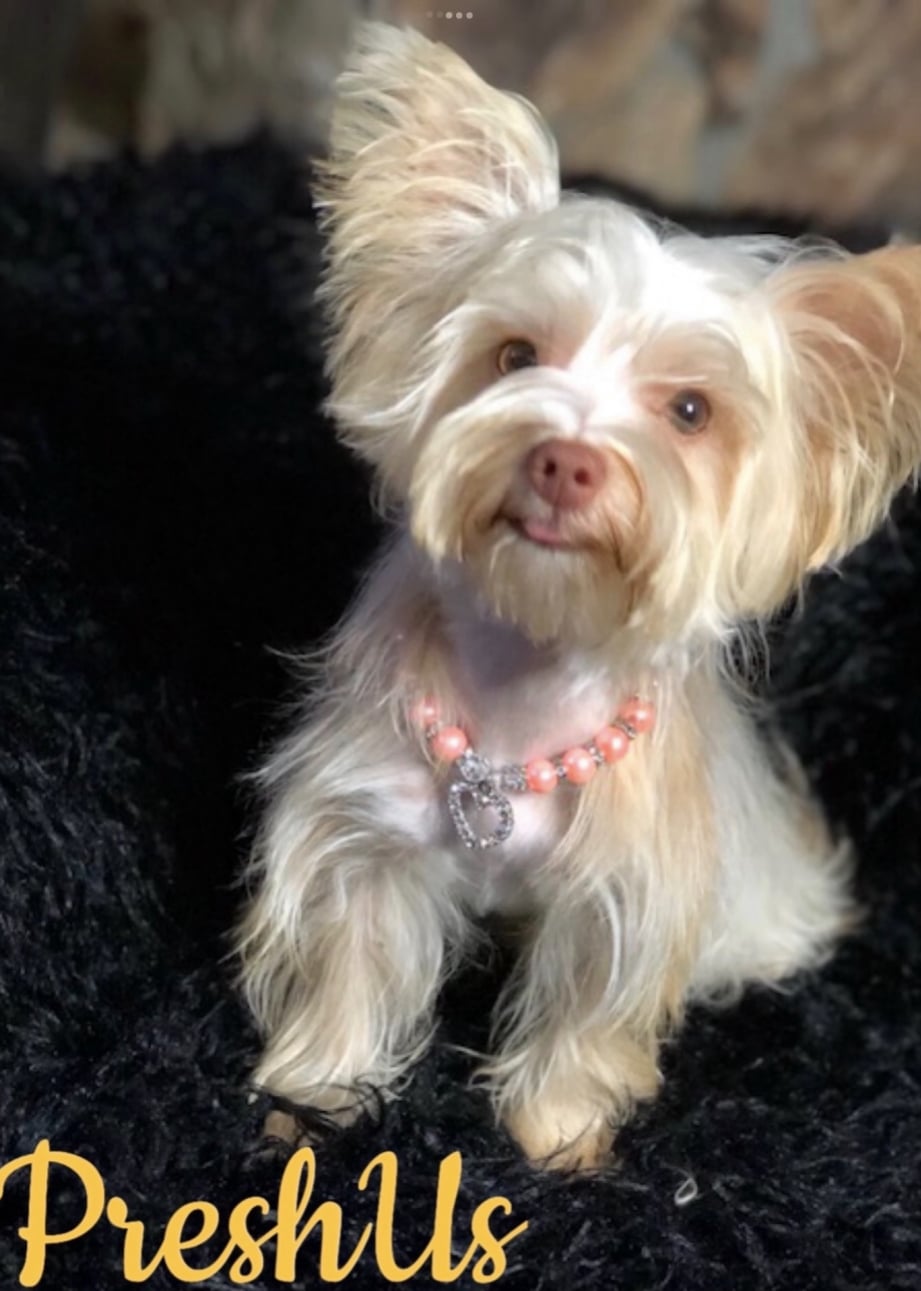 AKC Registered Yorkie and Chihuahua puppies - Southeast Texas Angel Face Yorkies and Charming Chihuahuas 