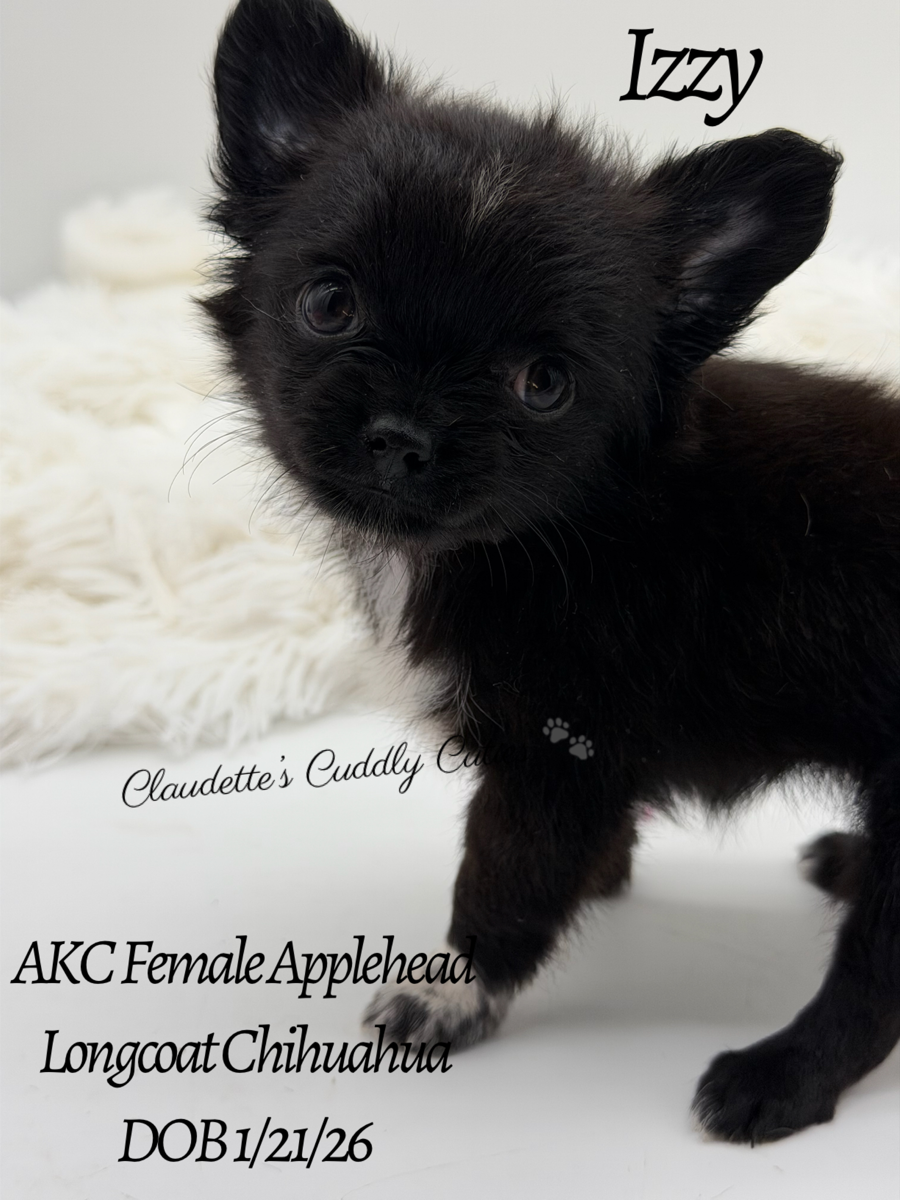 Southeast Texas Yorkies and Chihuahua Puppies for sale