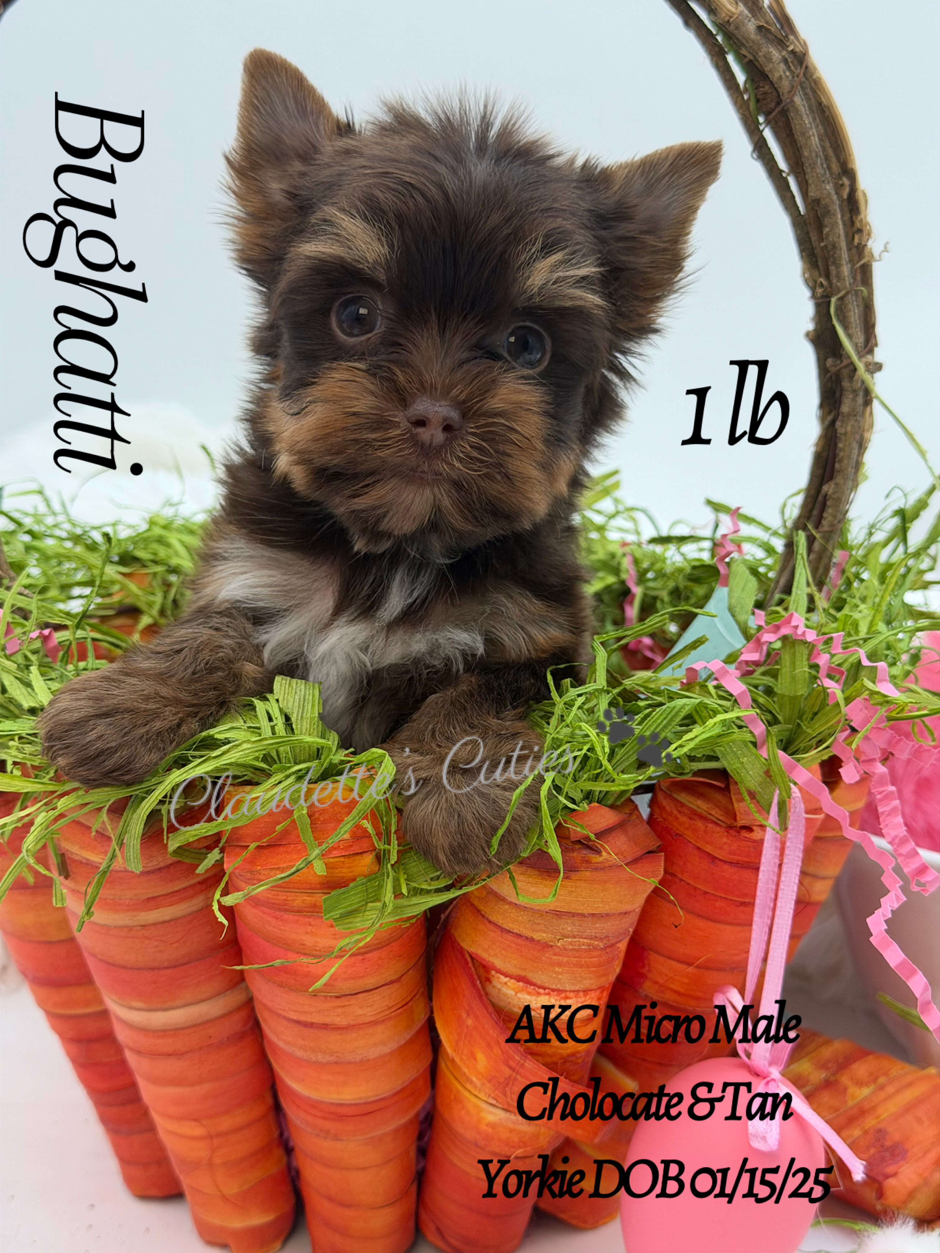 Southeast Texas Yorkies and Chihuahua Puppies