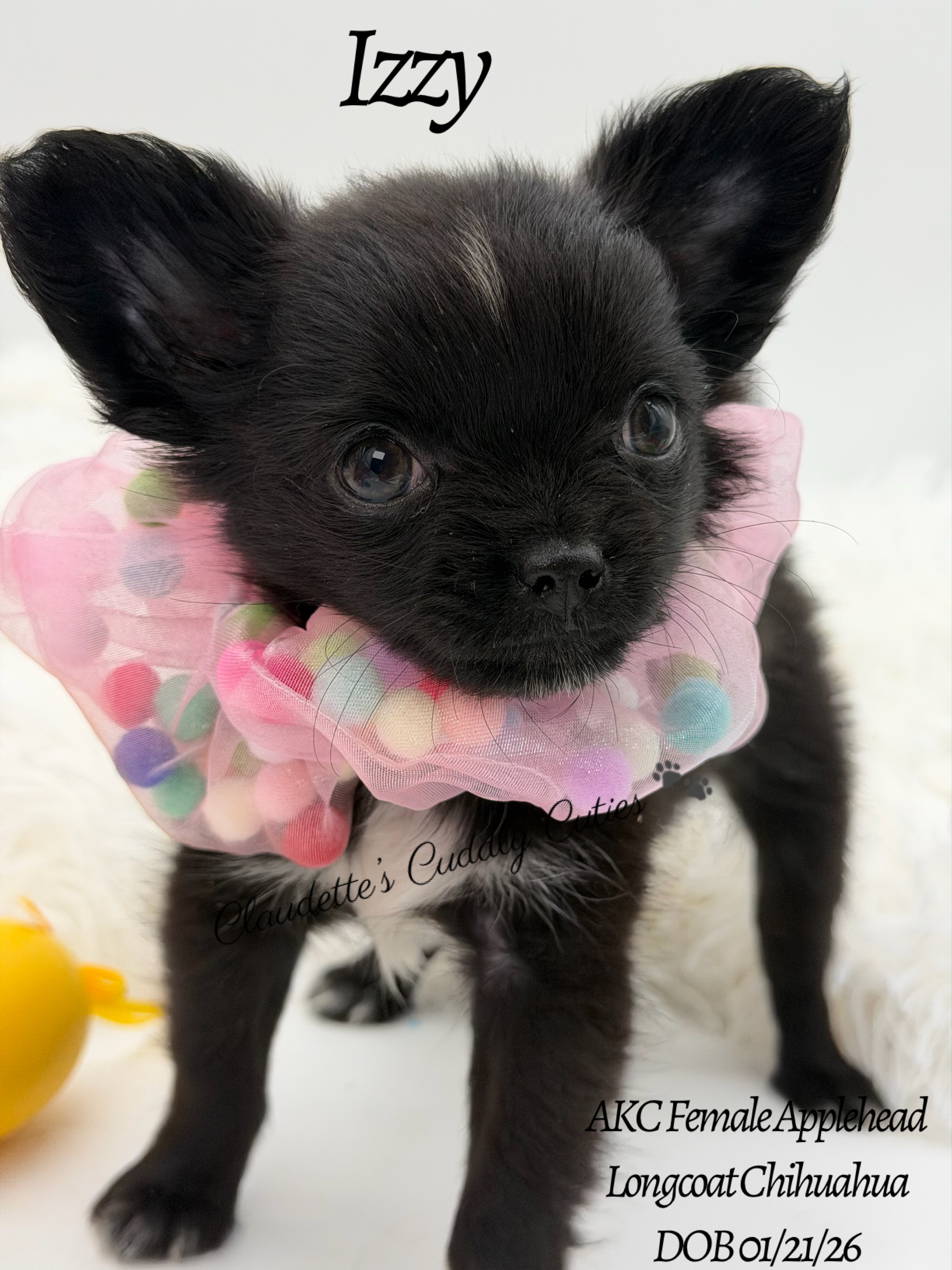 Southeast Texas Yorkies and Chihuahua Puppies for sale