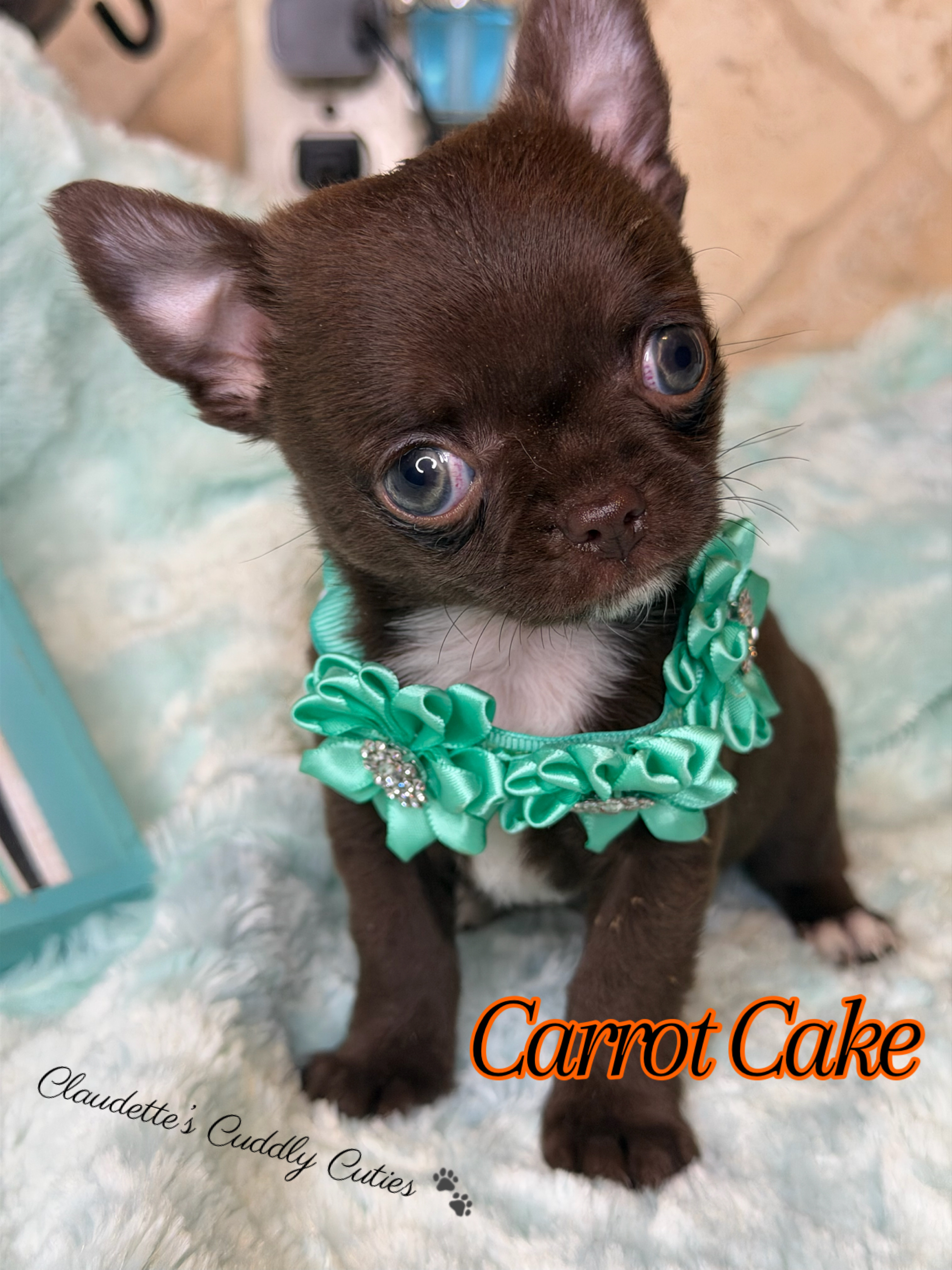 Southeast Texas Yorkies and Chihuahua Puppies for sale