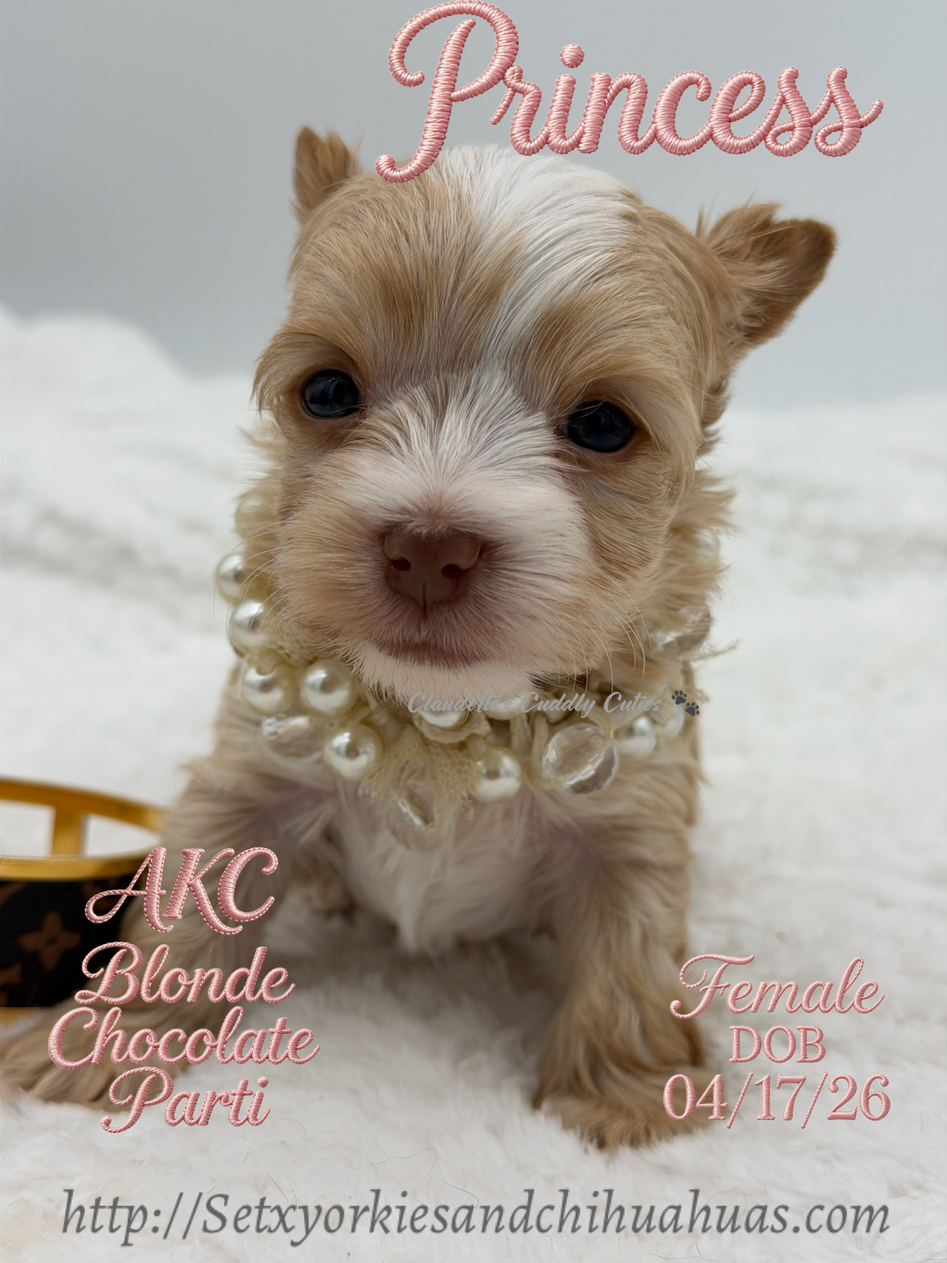Southeast Texas Yorkies and Chihuahua Puppies for sale