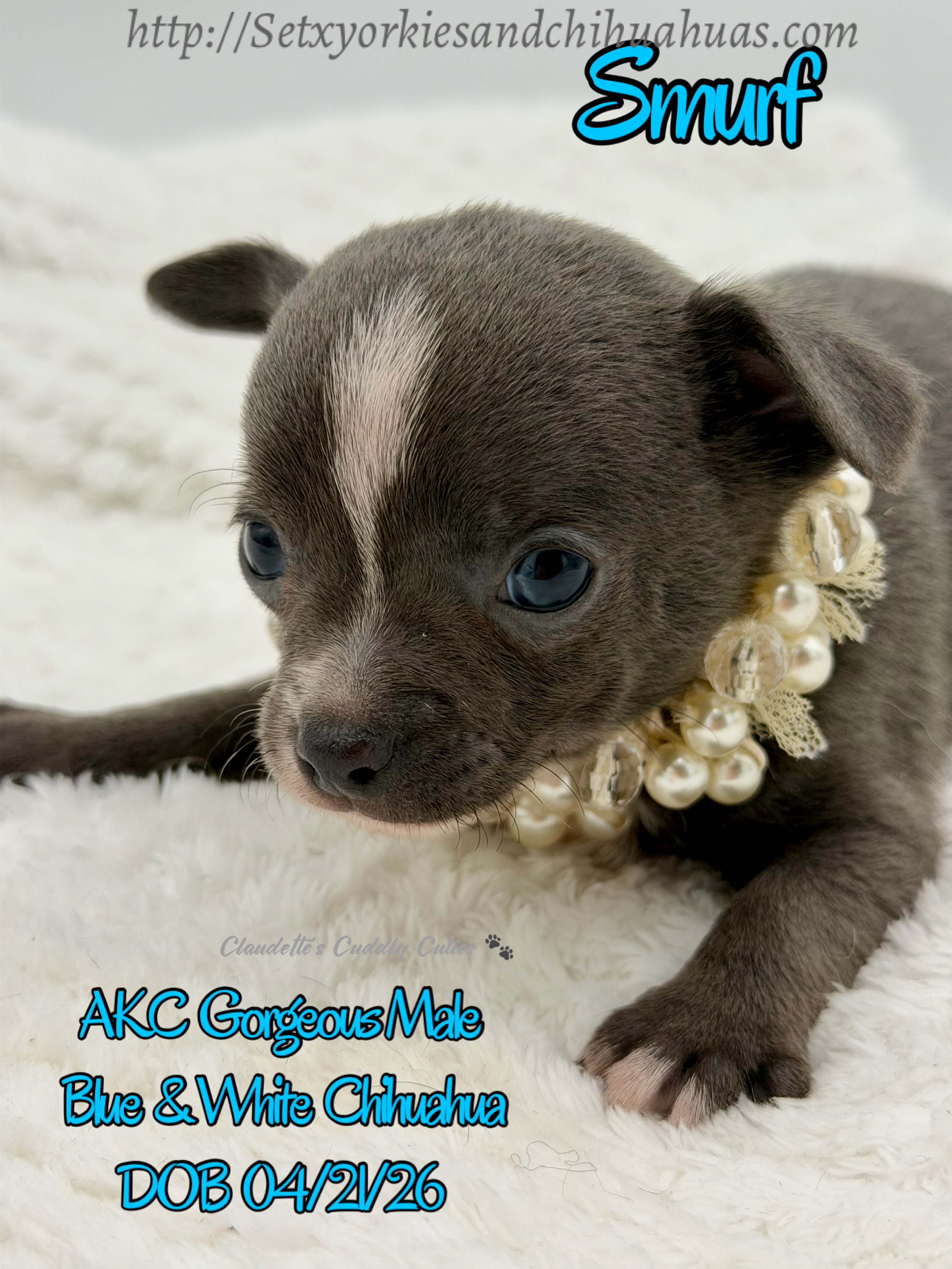 Southeast Texas Yorkies and Chihuahua Puppies for sale