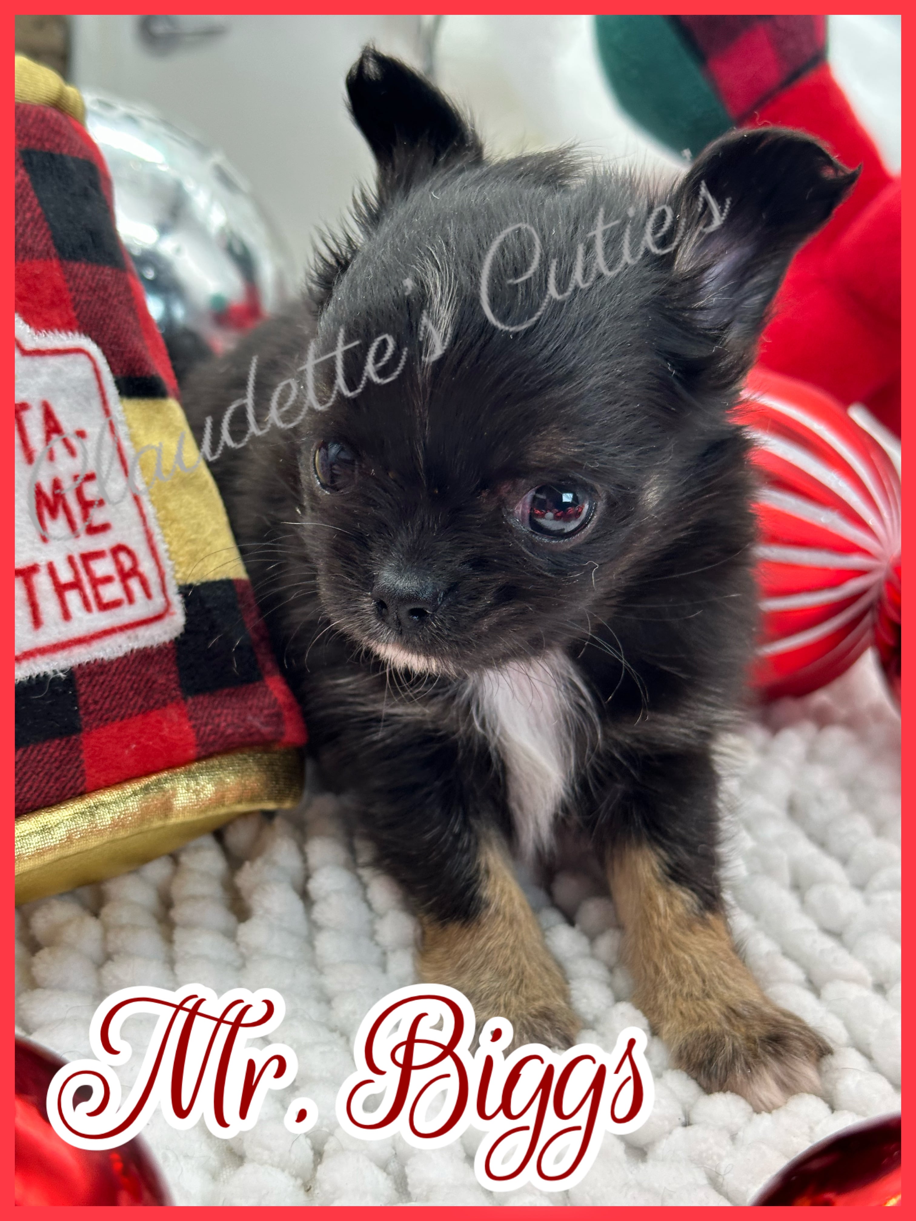 Southeast Texas Angel Face Chihuahua and Yorkie Puppies