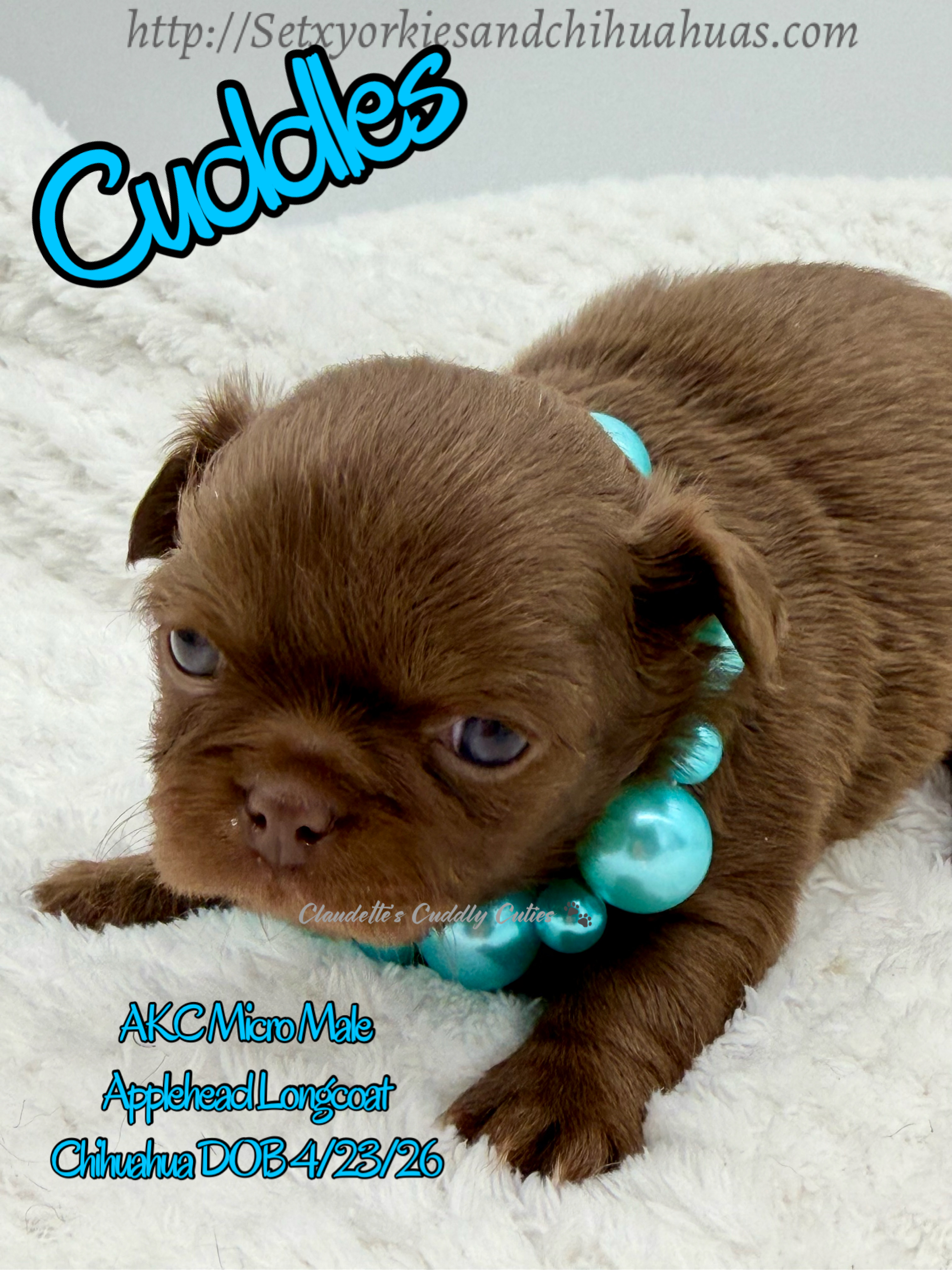 Southeast Texas Yorkies and Chihuahua Puppies