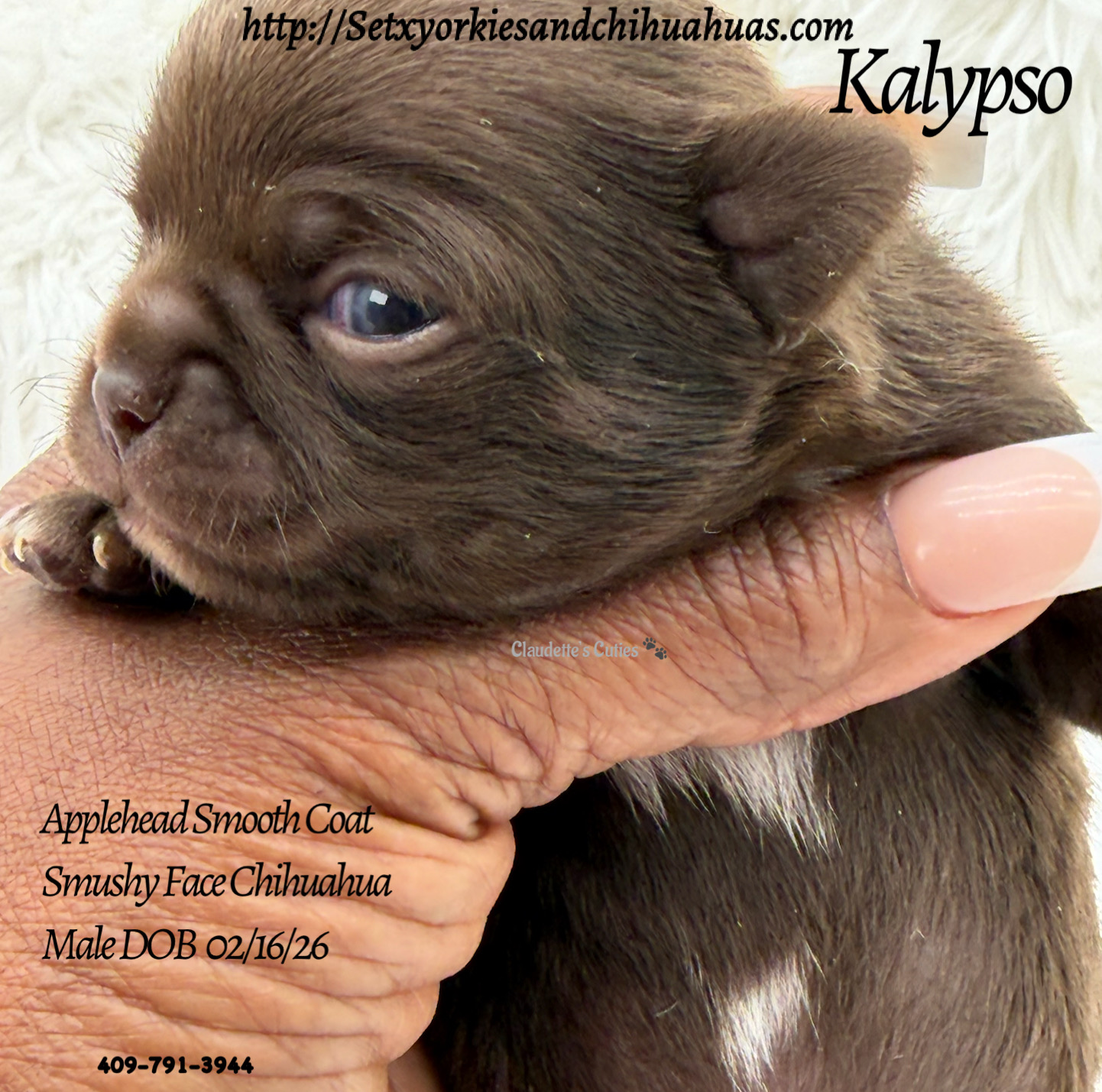 Southeast Texas Yorkies and Chihuahua Puppies for sale