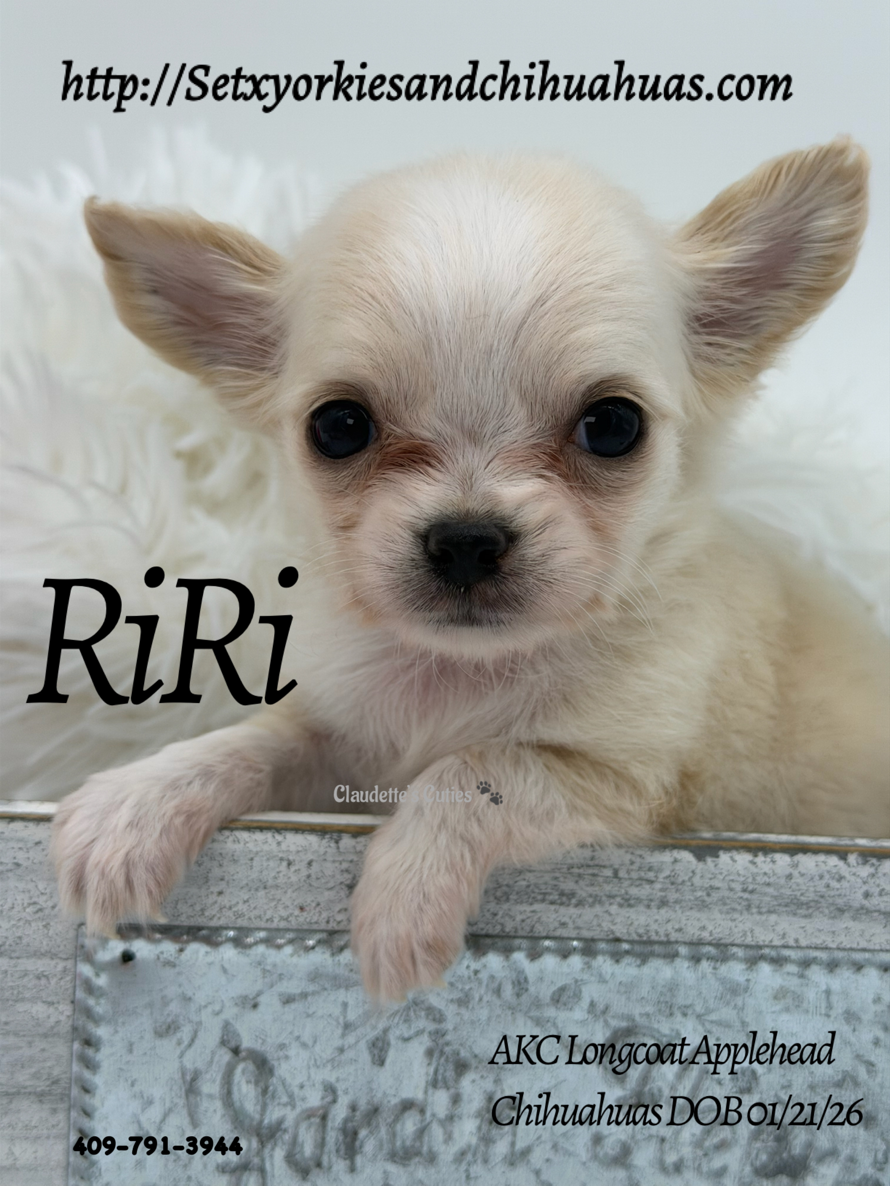 Southeast Texas Yorkies and Chihuahua Puppies