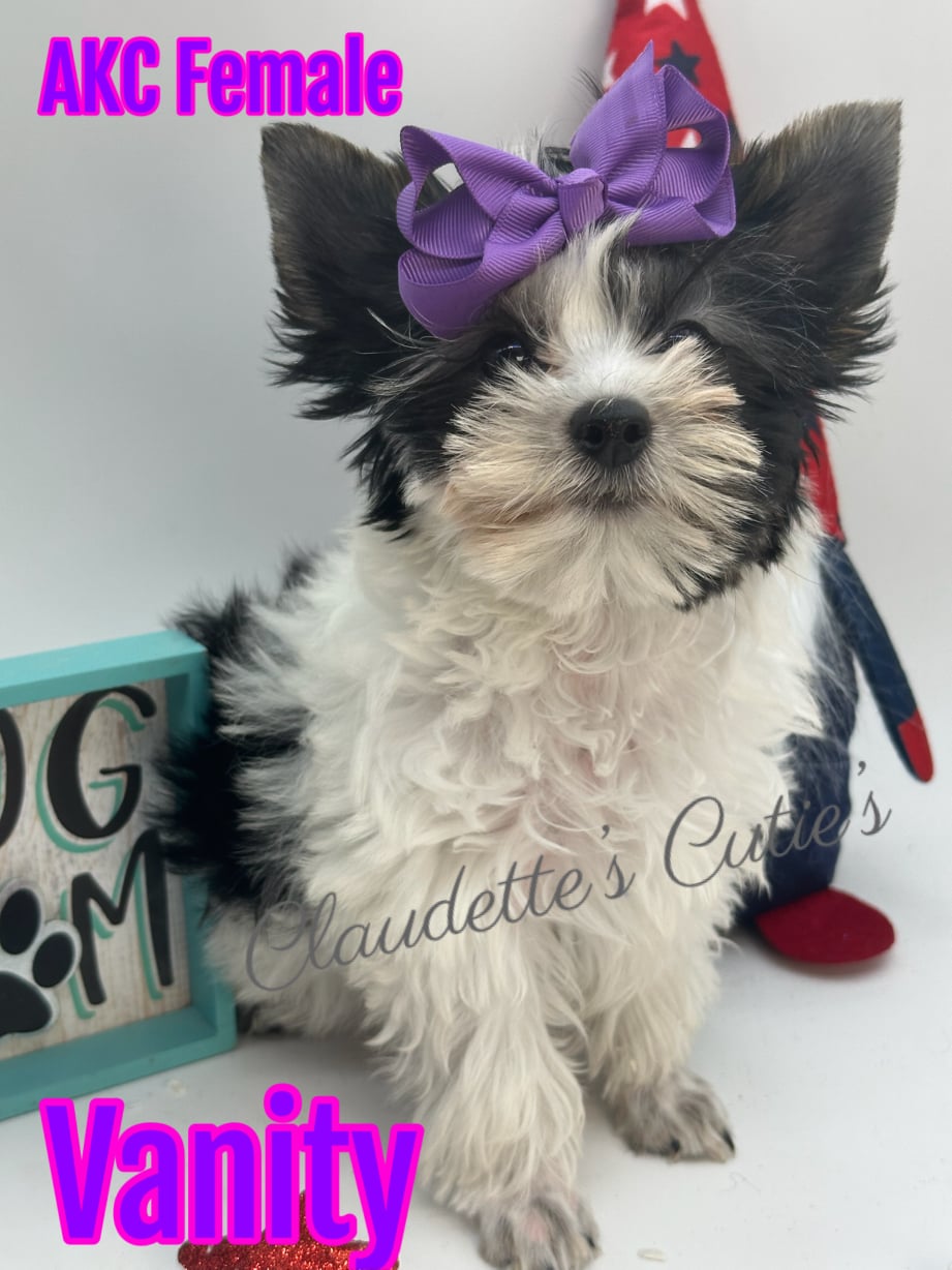 AKC Registered Yorkie and Chihuahua puppies - Southeast Texas Angel Face Yorkies and Charming Chihuahuas 