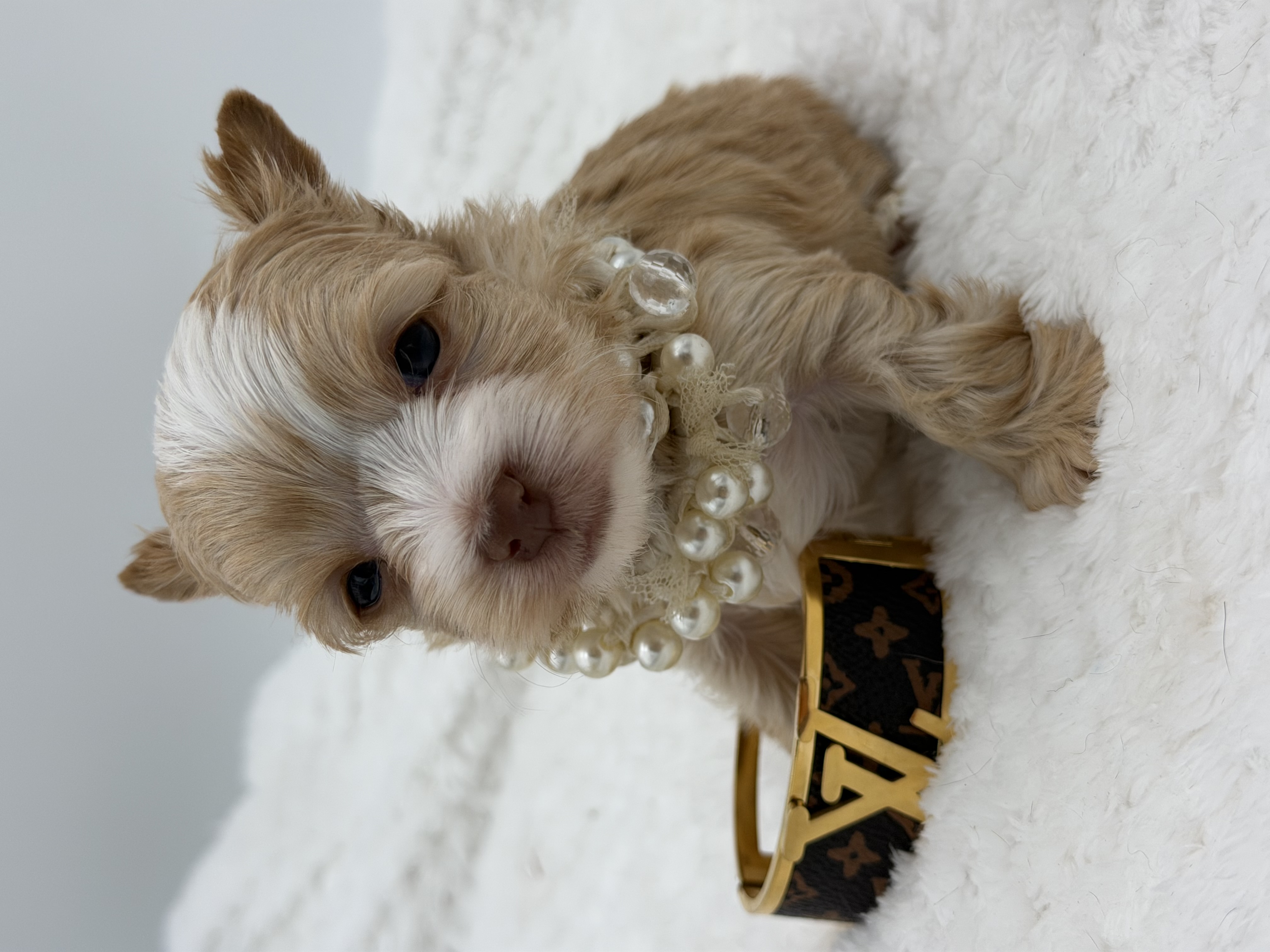 Southeast Texas Yorkies and Chihuahua Puppies for sale