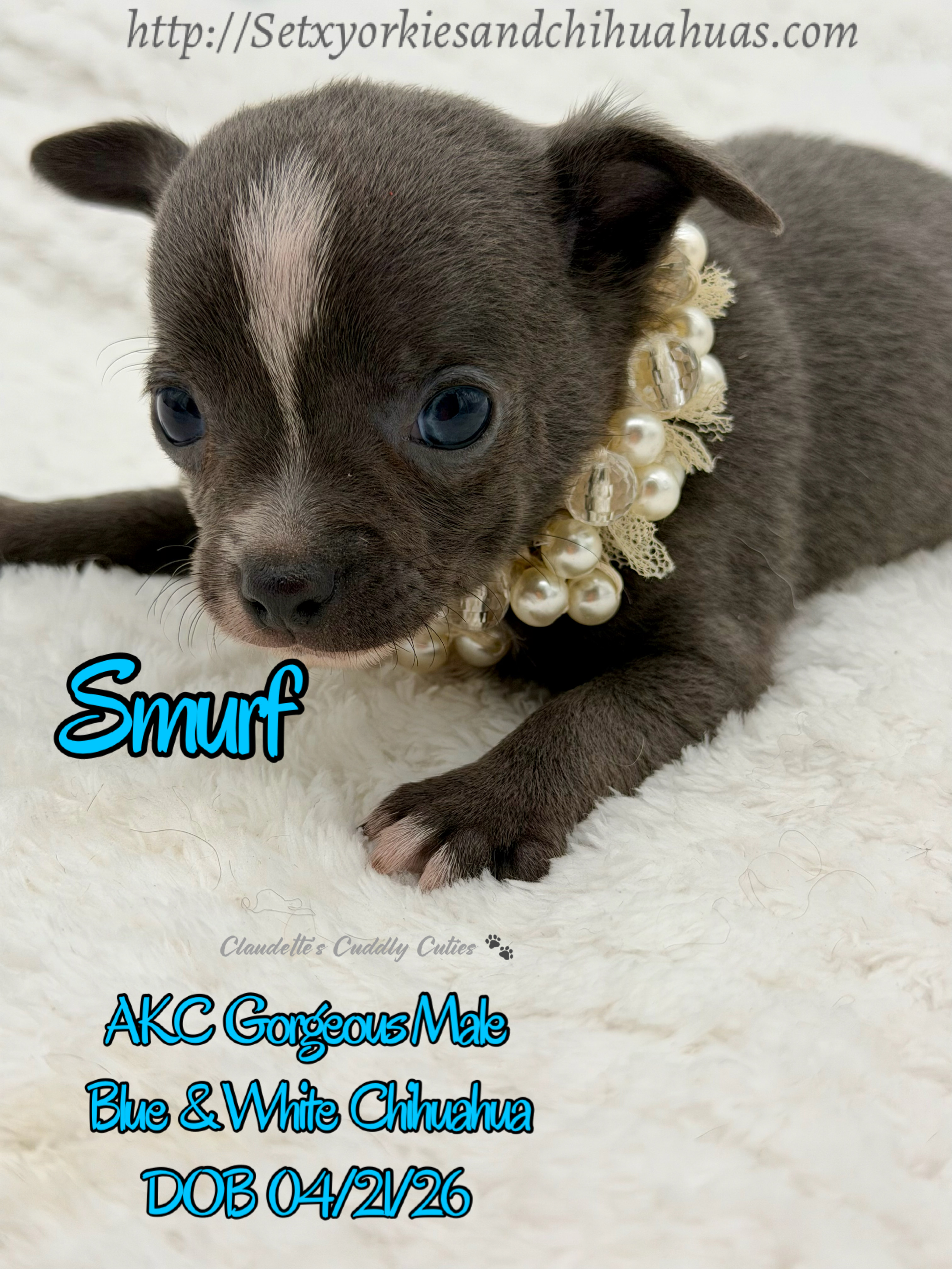 Southeast Texas Yorkies and Chihuahua Puppies for sale