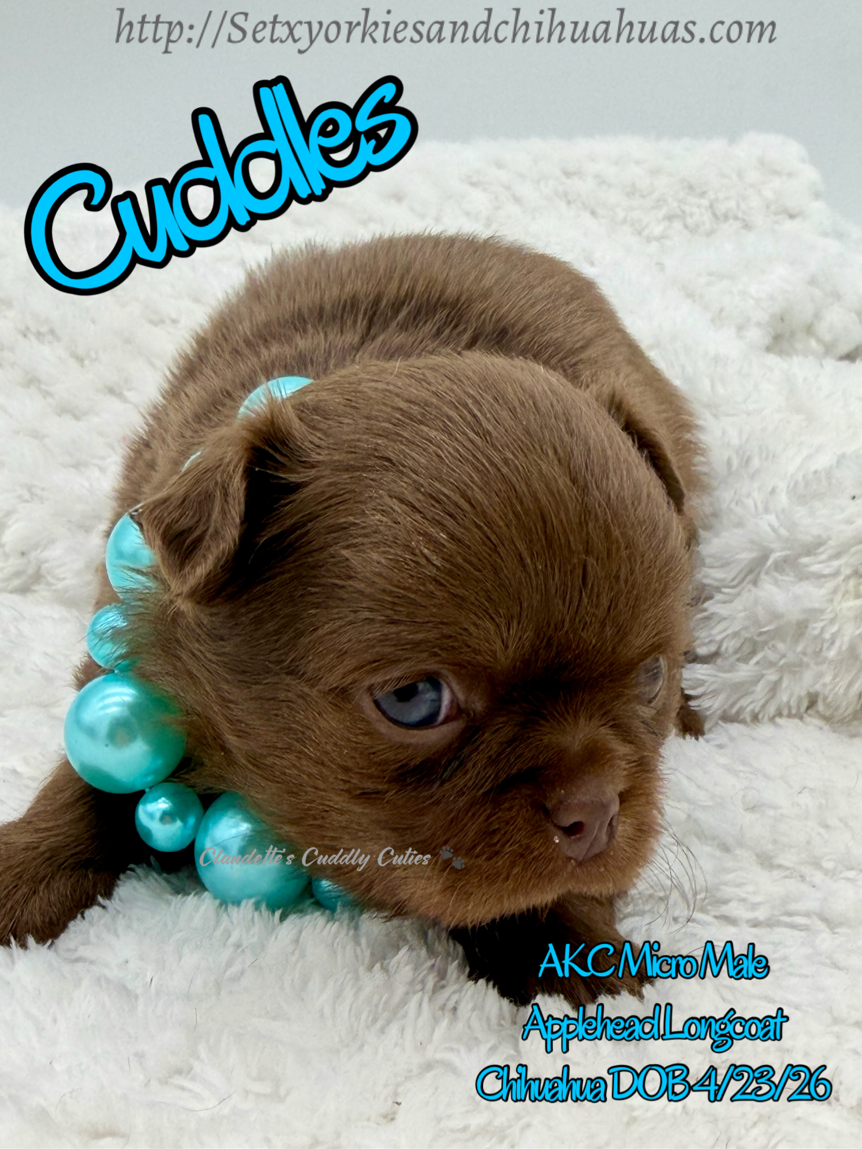 Southeast Texas Yorkies and Chihuahua Puppies for sale