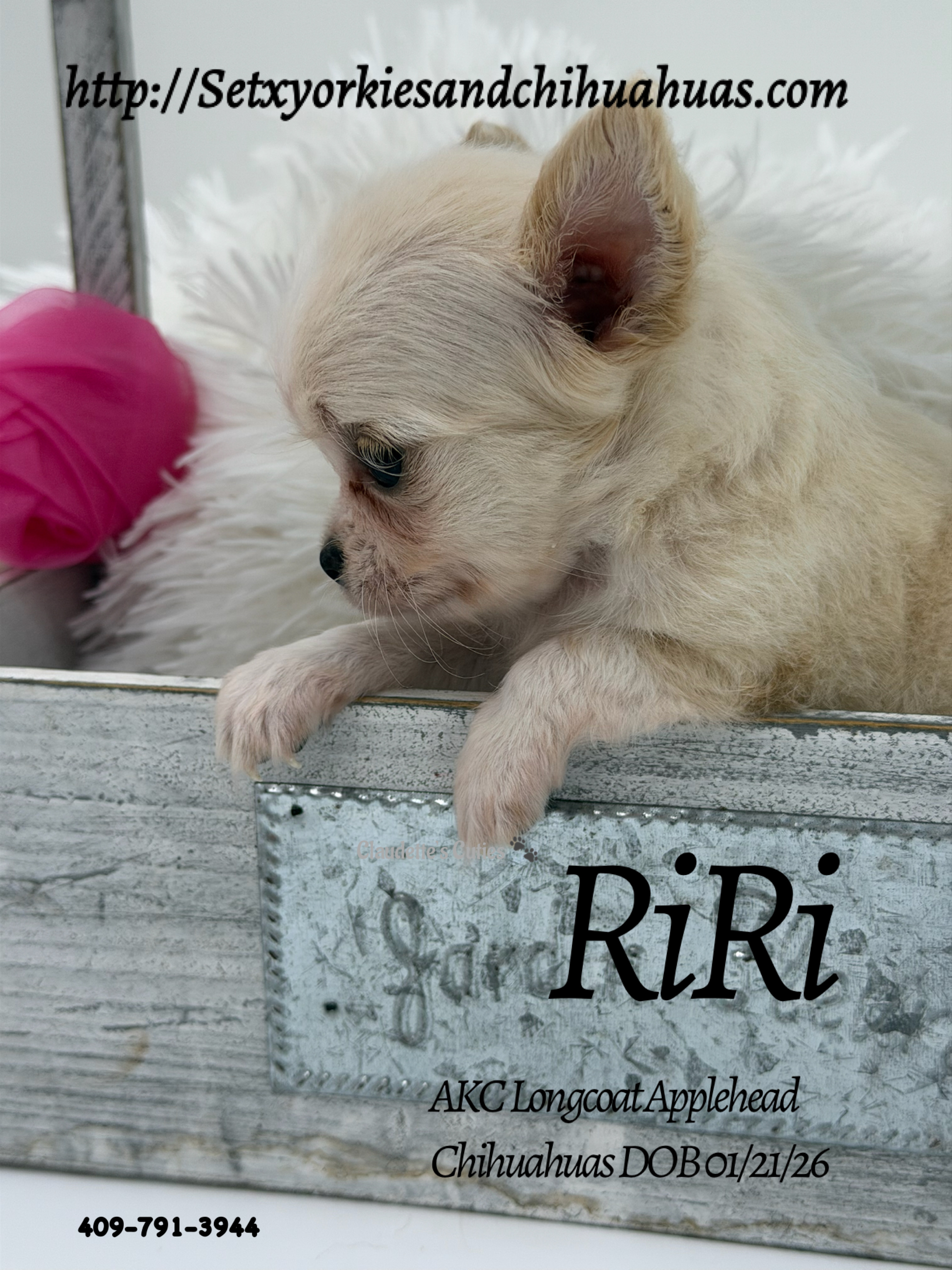 Southeast Texas Yorkies and Chihuahua Puppies for sale