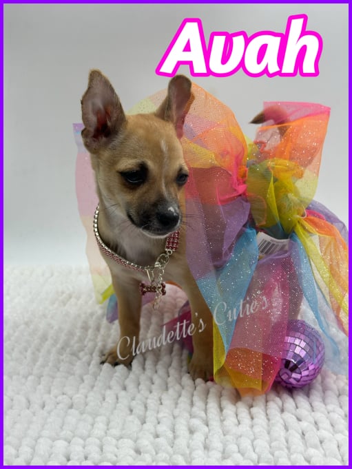 Southeast Texas Angel Face Chihuahua and Yorkie Puppies