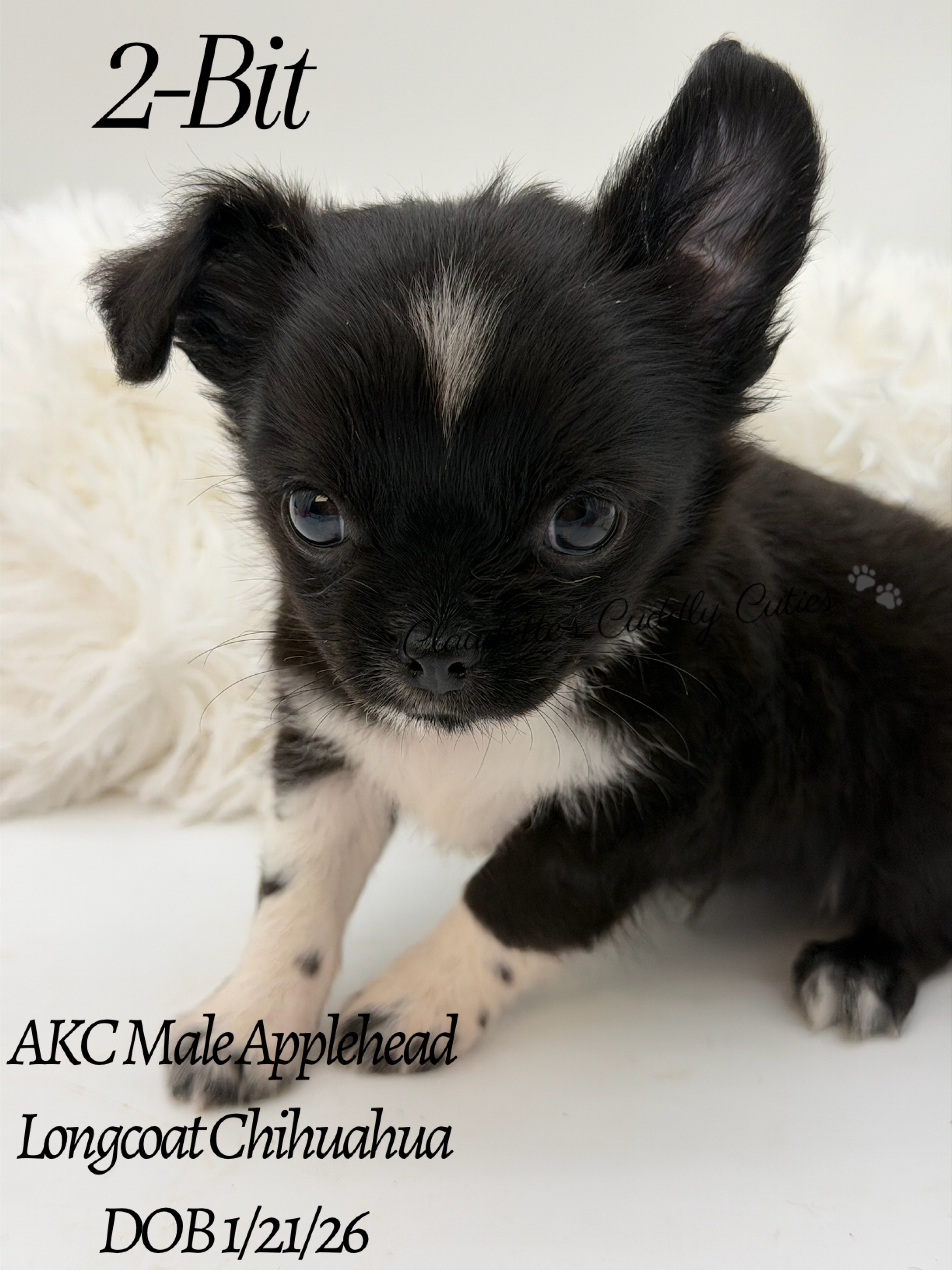 Southeast Texas Yorkies and Chihuahua Puppies for sale