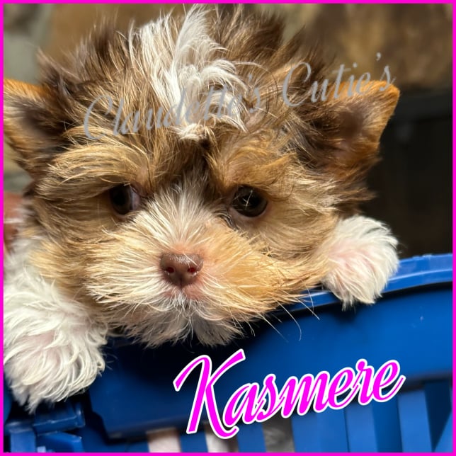 Southeast Texas Angel Face Chihuahua and Yorkie Puppies