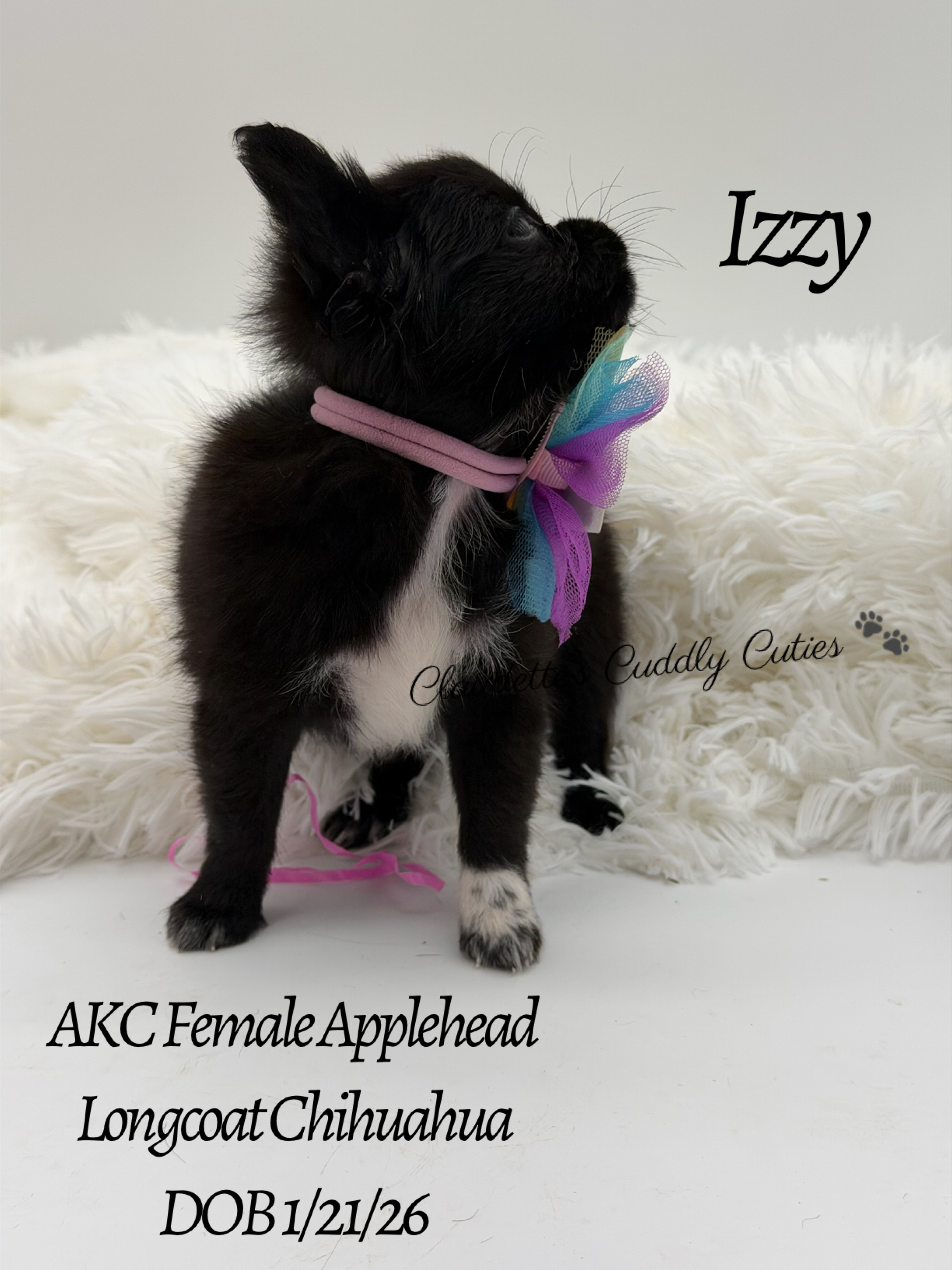 Southeast Texas Yorkies and Chihuahua Puppies for sale