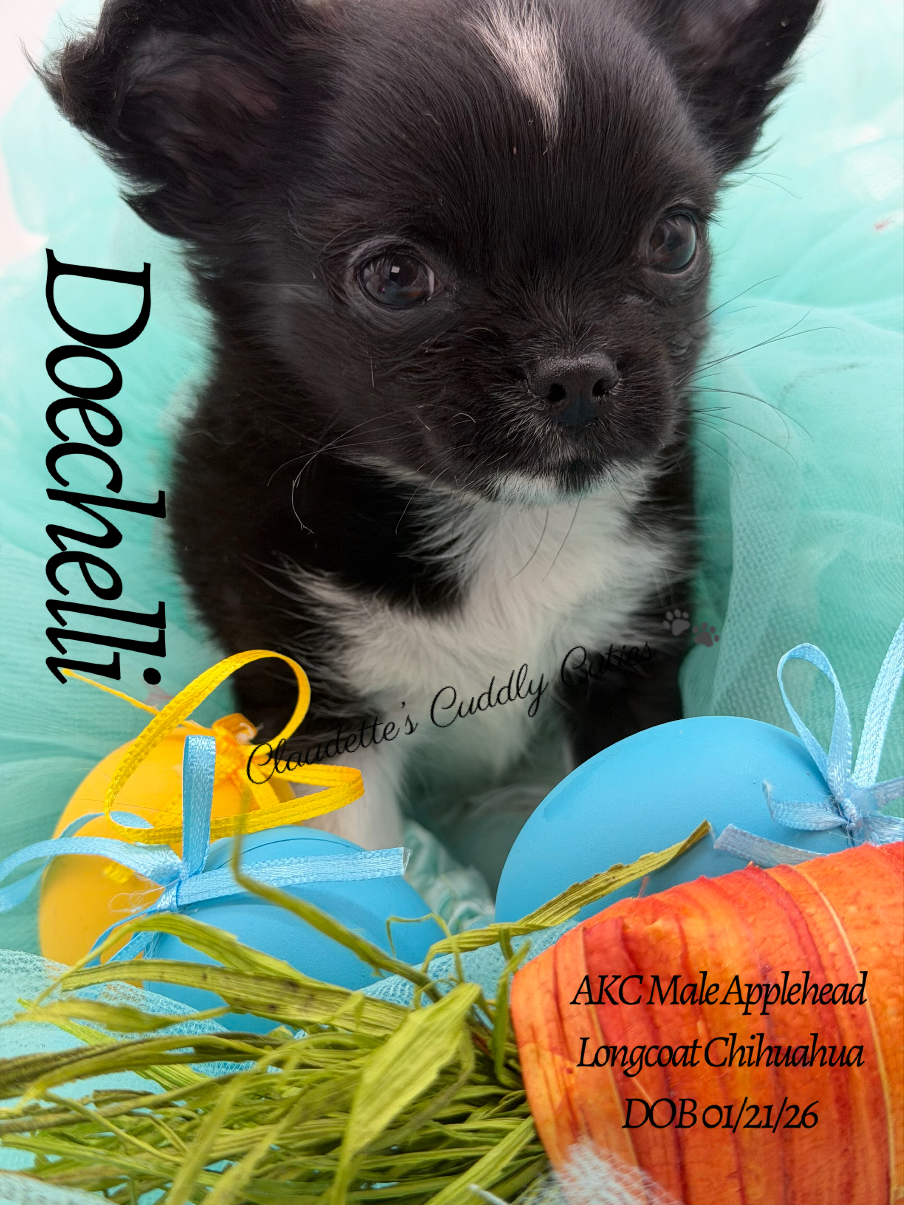 Southeast Texas Yorkies and Chihuahua Puppies for sale