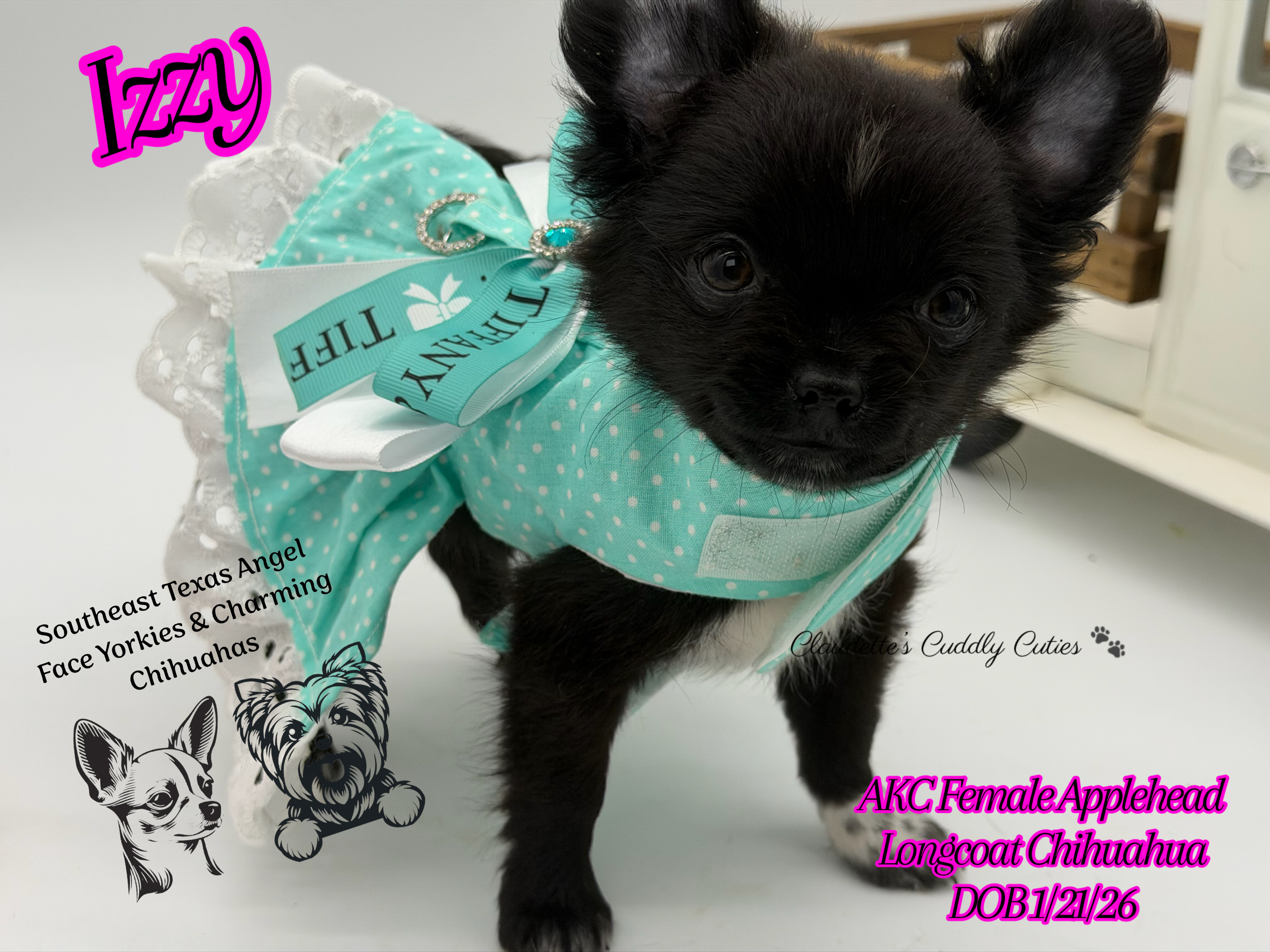 Southeast Texas Yorkies and Chihuahua Puppies
