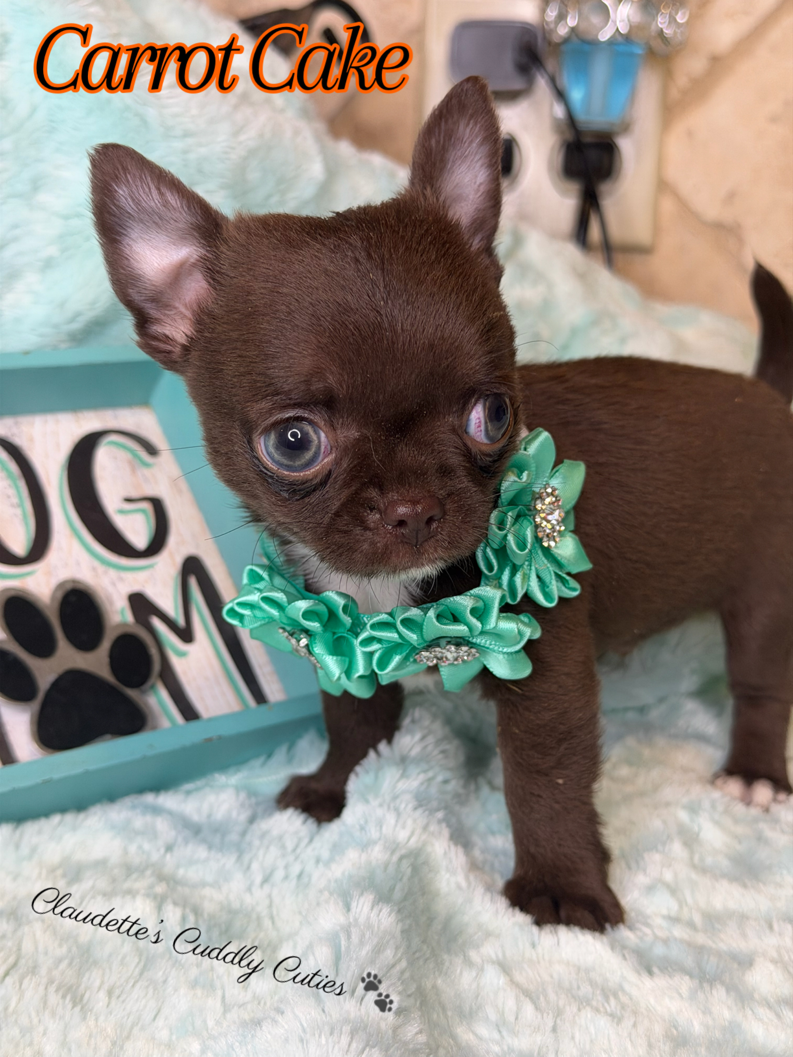Southeast Texas Yorkies and Chihuahua Puppies for sale